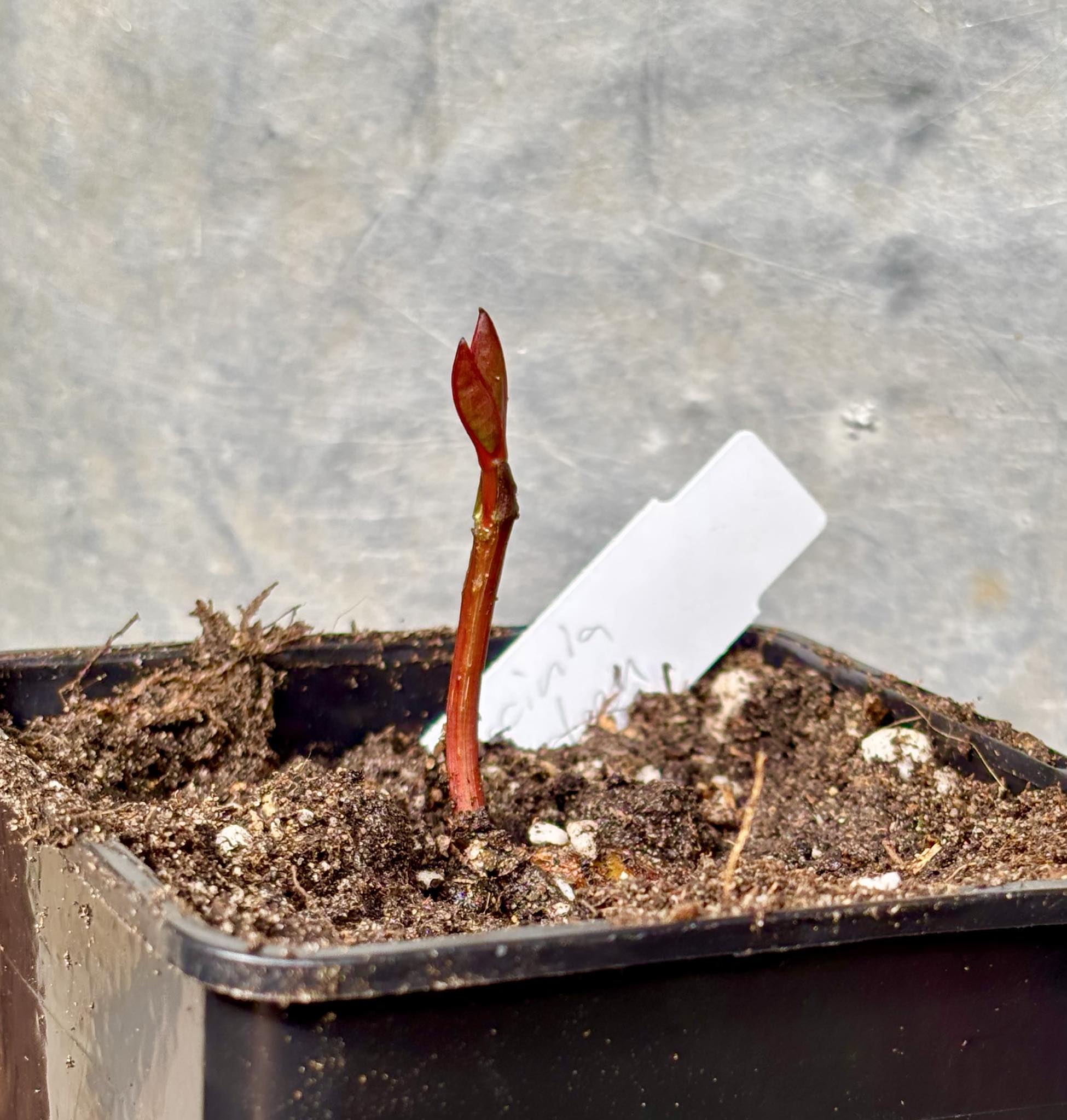 Garcinia  mangosteen - Mangosteen / Mangostane - 1 potted seedling / 1 getopfter Sämling