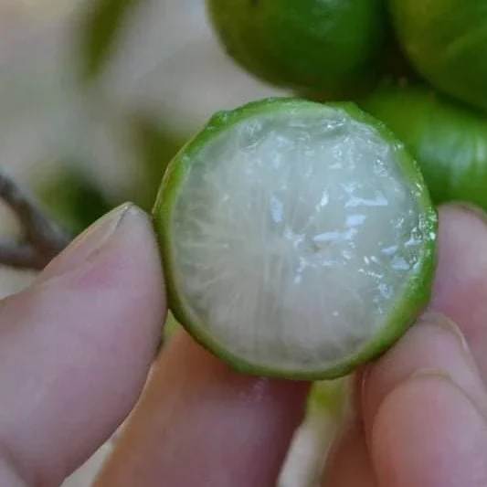 Jabuticaba Green Crystal (Plinia sp) -  1 fresh seed / 1 frischer Samen