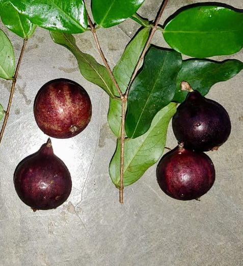 Collection of 5 Jaboticaba -  5 different potted Plinia / 5 verschiedene, getopfte Plinia