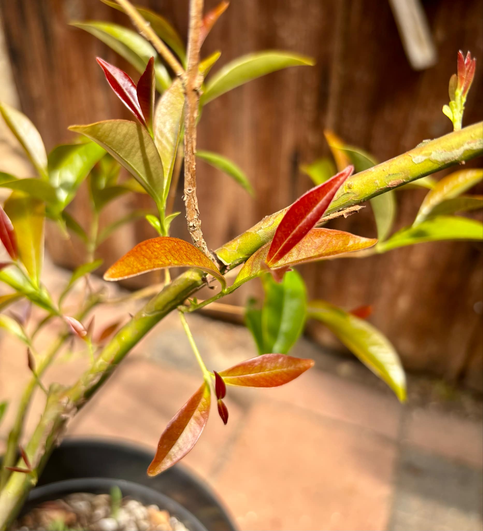 5 years old - Cherry of Rio Grande (Eugenia involucrata) - 1 potted plant / 1 getopfte Pflanze 5 years old - Cherry of Rio Grande (Eugenia involucrata) - 1 potted plant / 1 getopfte Pflanze
