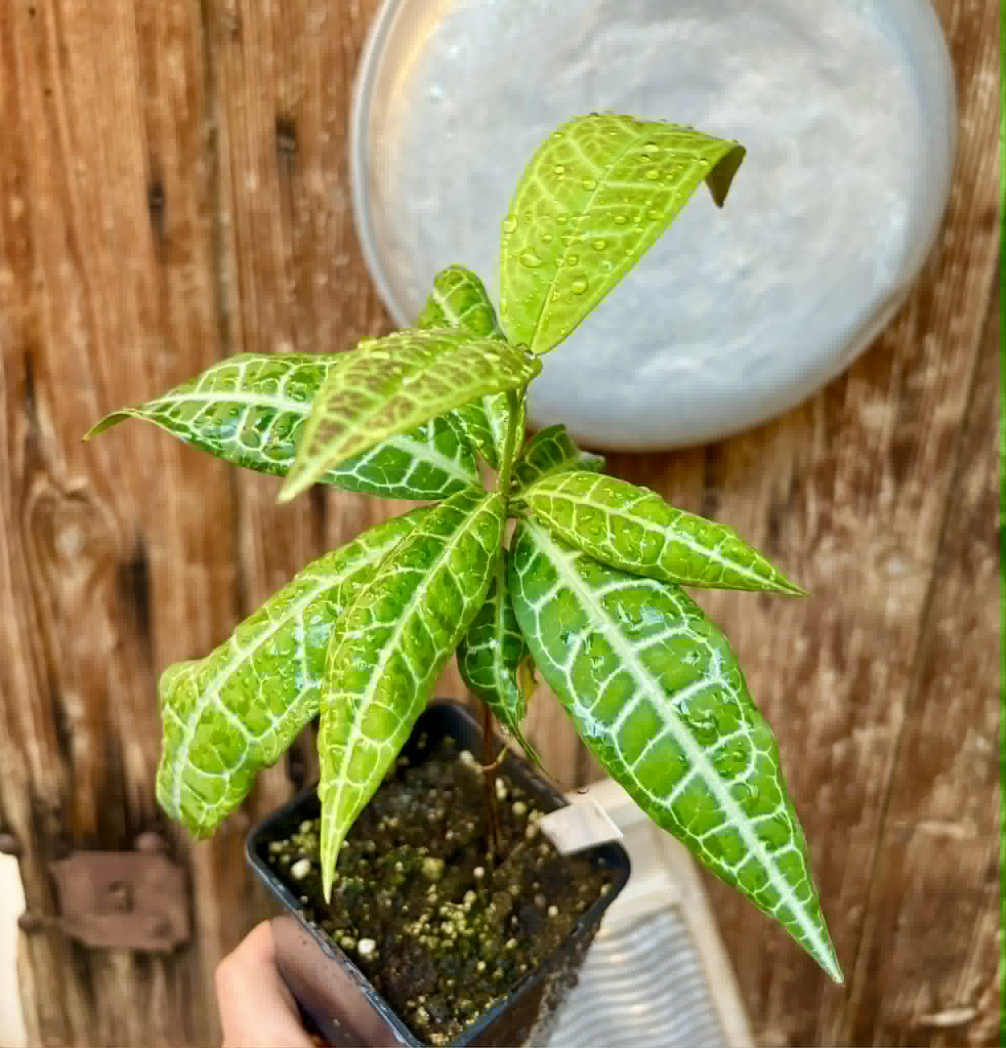 Eugenia sp Labisia -  1 potted plant / 1 getopfte Pflanze