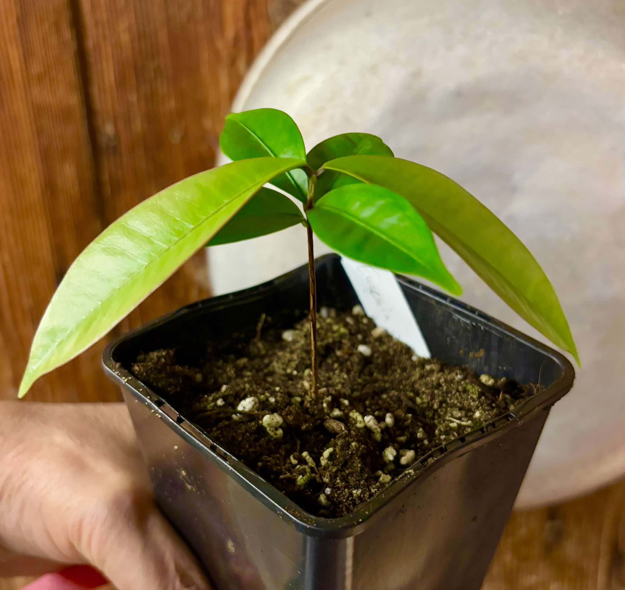 Eugenia astringens - 1 potted plant / 1 getopfte Pflanze