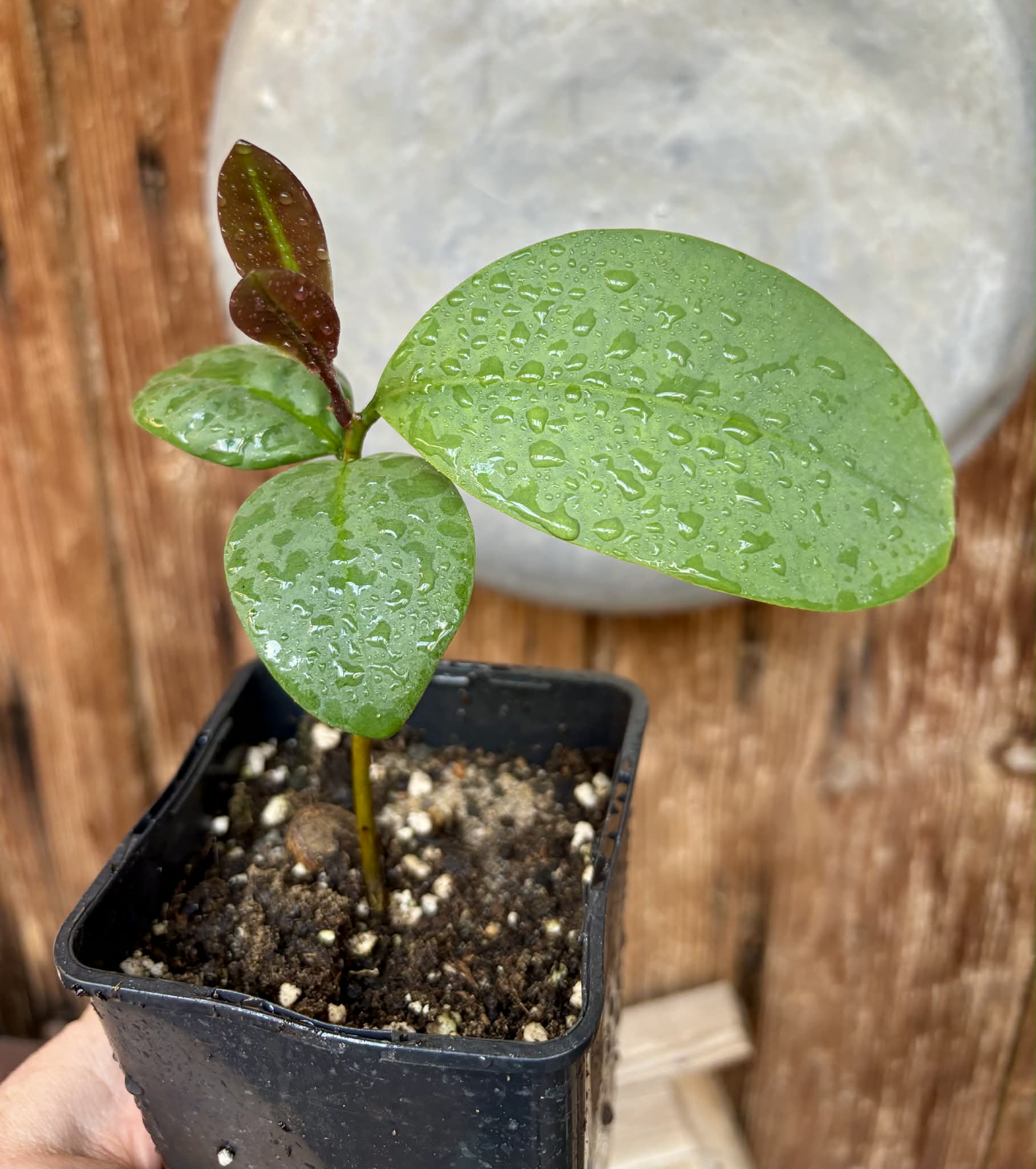 Eugenia sp Unana -  1 potted seedling / 1 getopfter Sämling