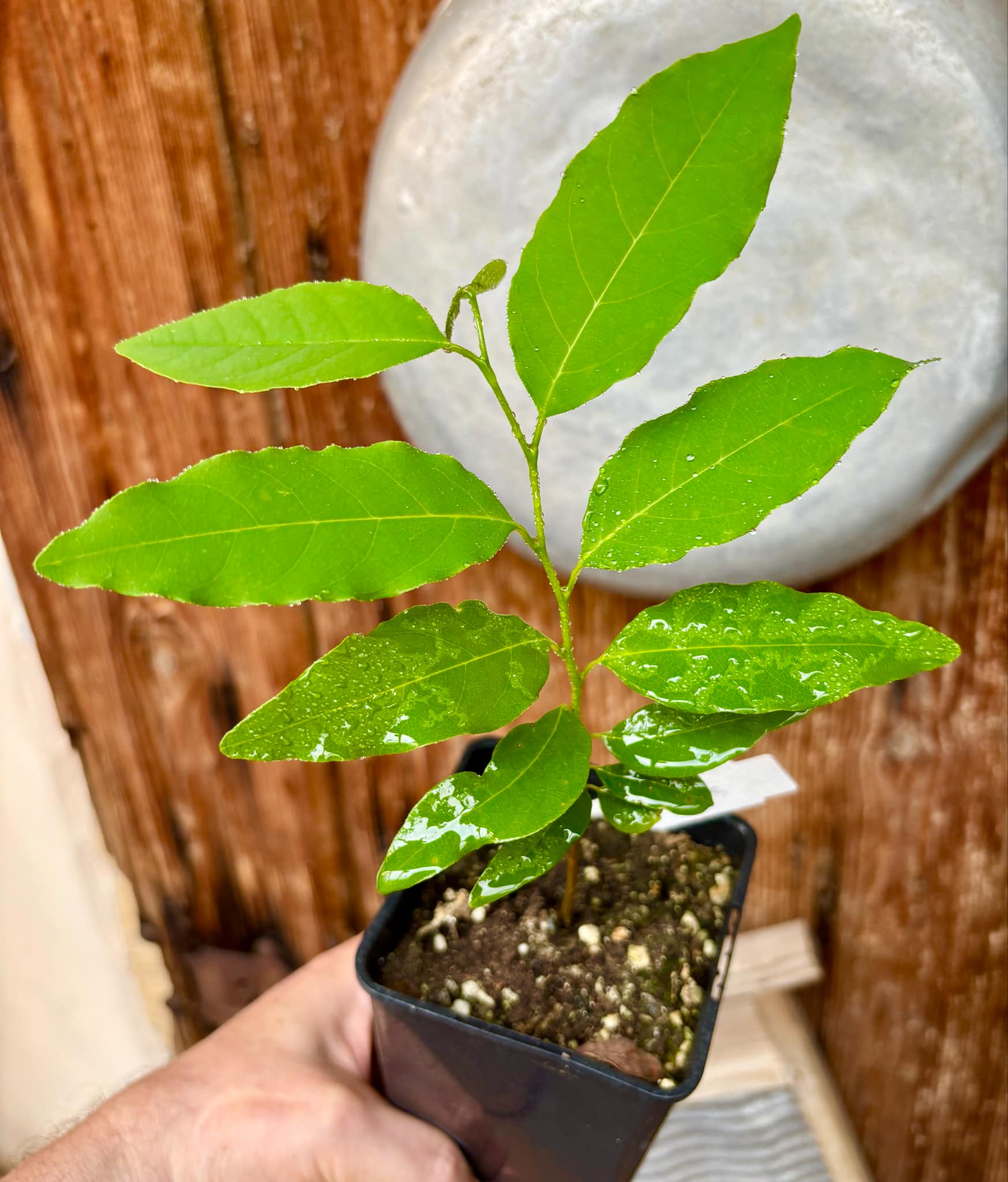 Annona emarginata - 1 potted plant / 1 getopfte Pflanze