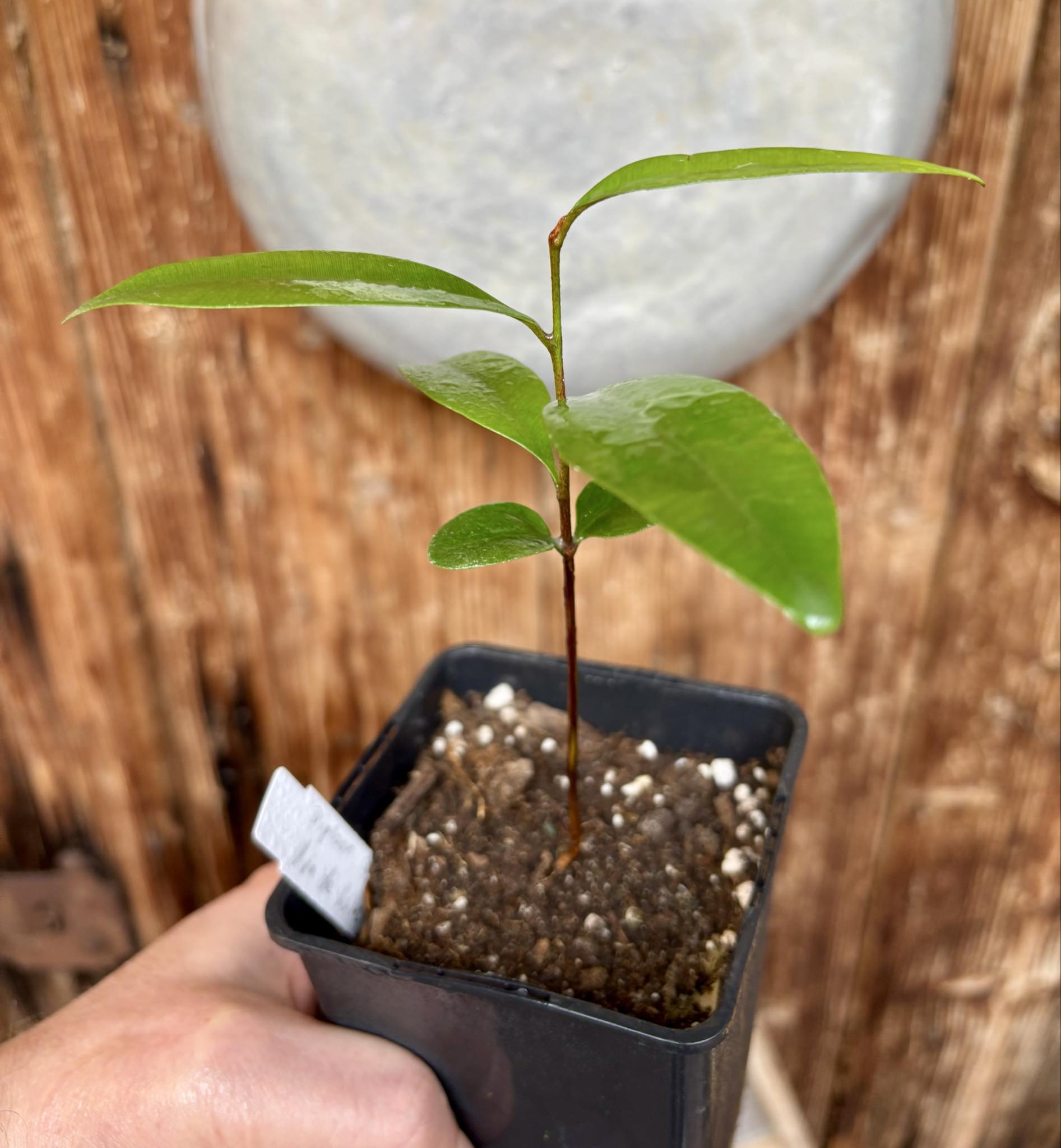 Diploon sp Uva de Leite  -  1 potted plant / 1 getopfte Pflanze