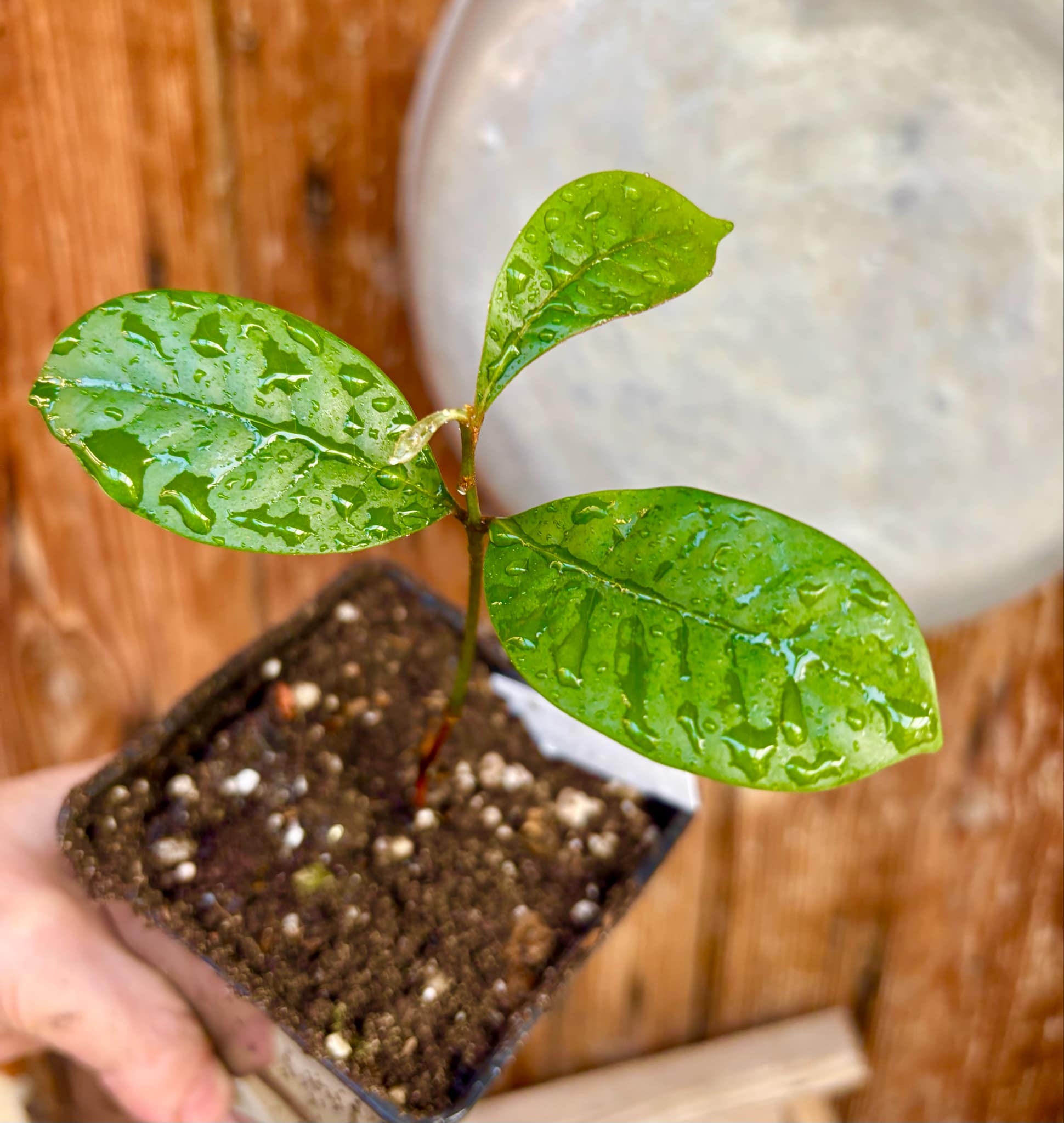 Pouteria bangii - 1 potted plant / 1 getopfte Pflanze