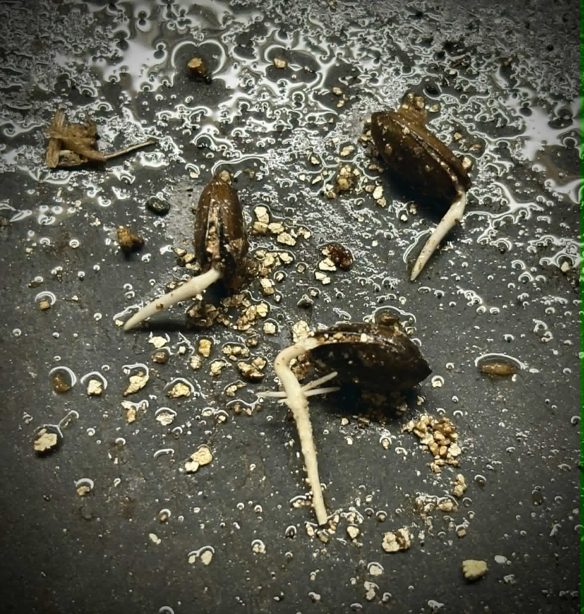 Atemoya Thompson - 1 germinated seed / 1 gekeimter Samen