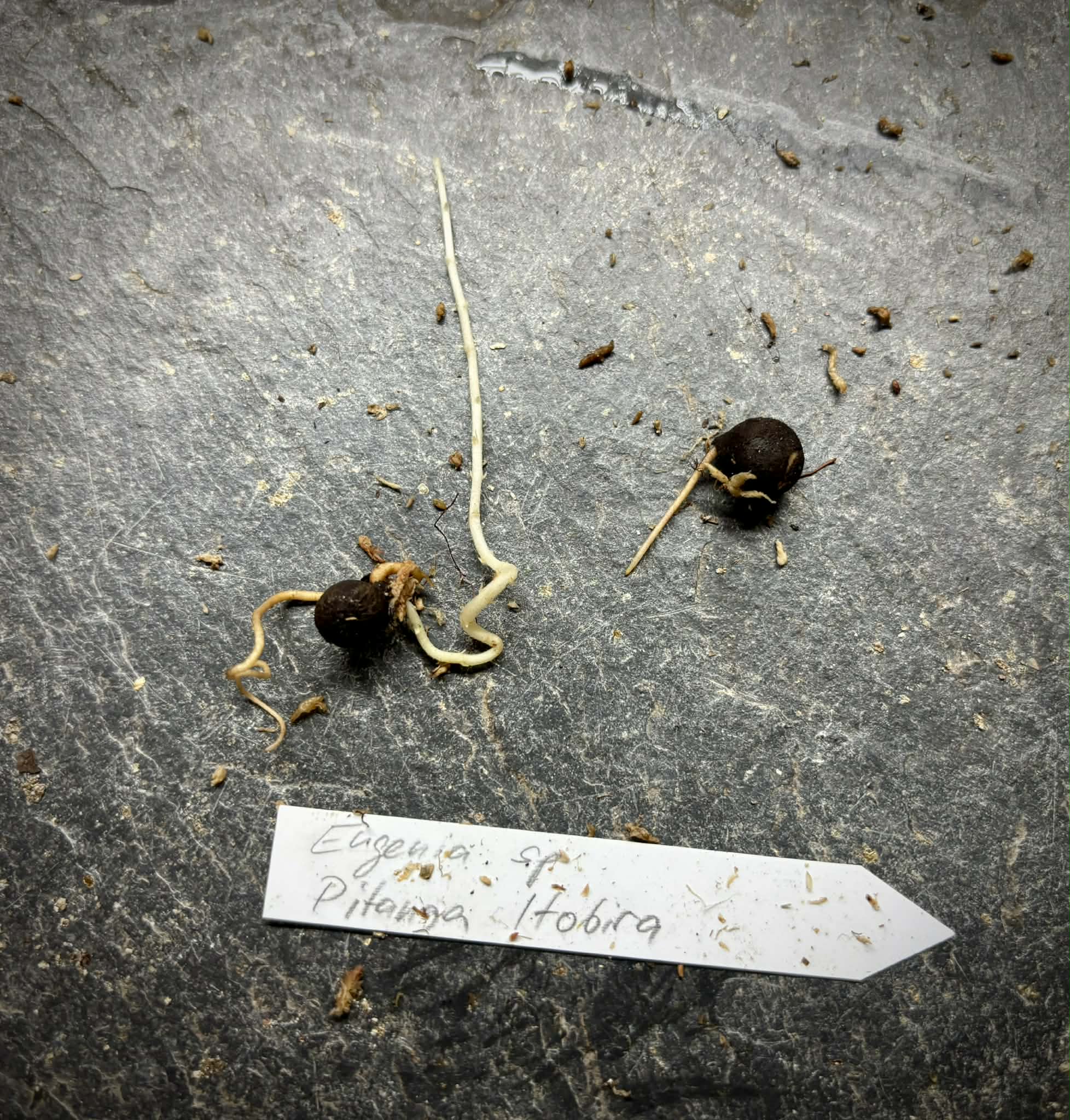 Eugenia sp. Pitanga Itobira -  1 germinated seed / 1 gekeimter Samen