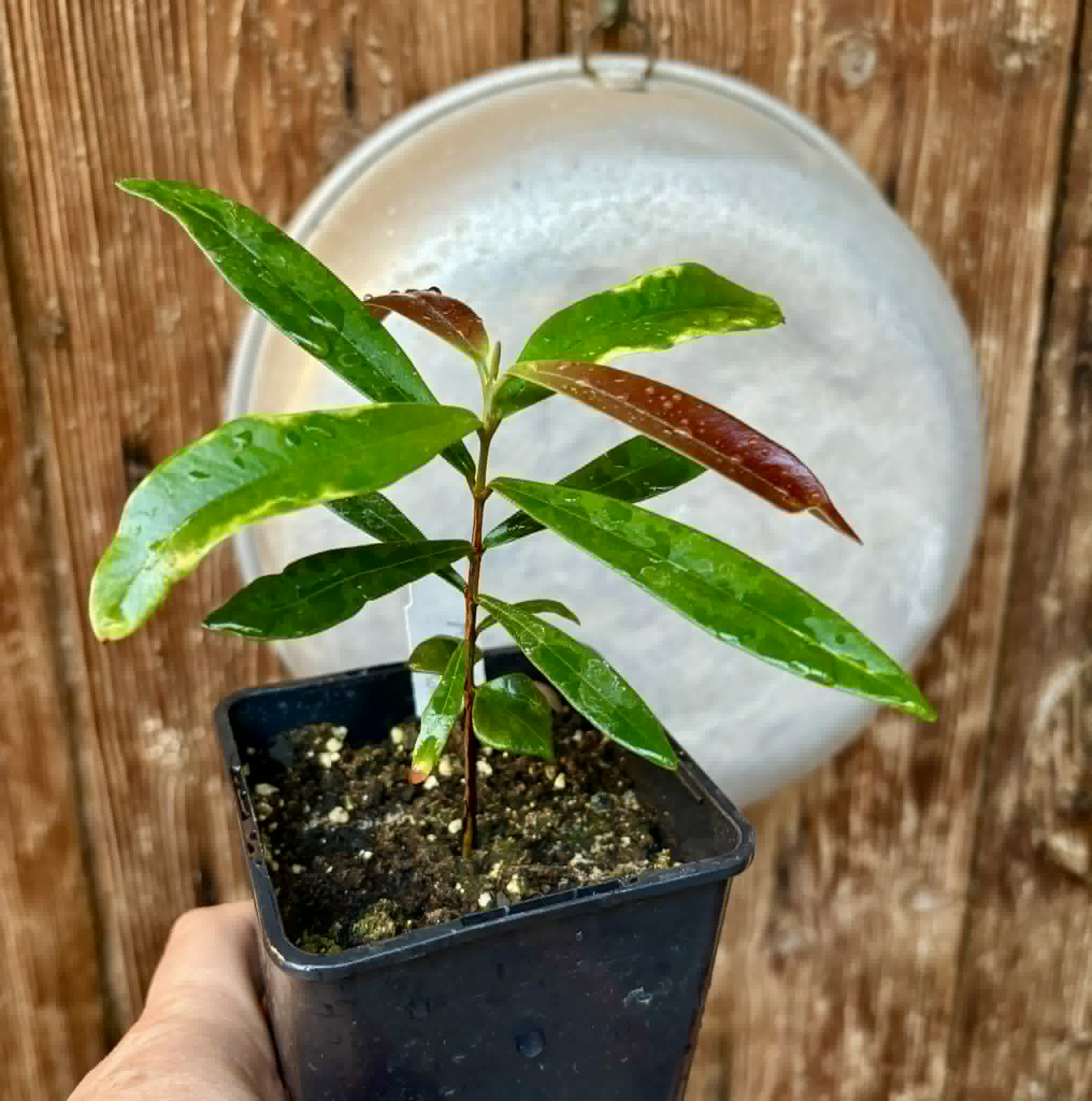Myrcia luschnathiana -  1 potted seedling / 1 getopfter Sämling
