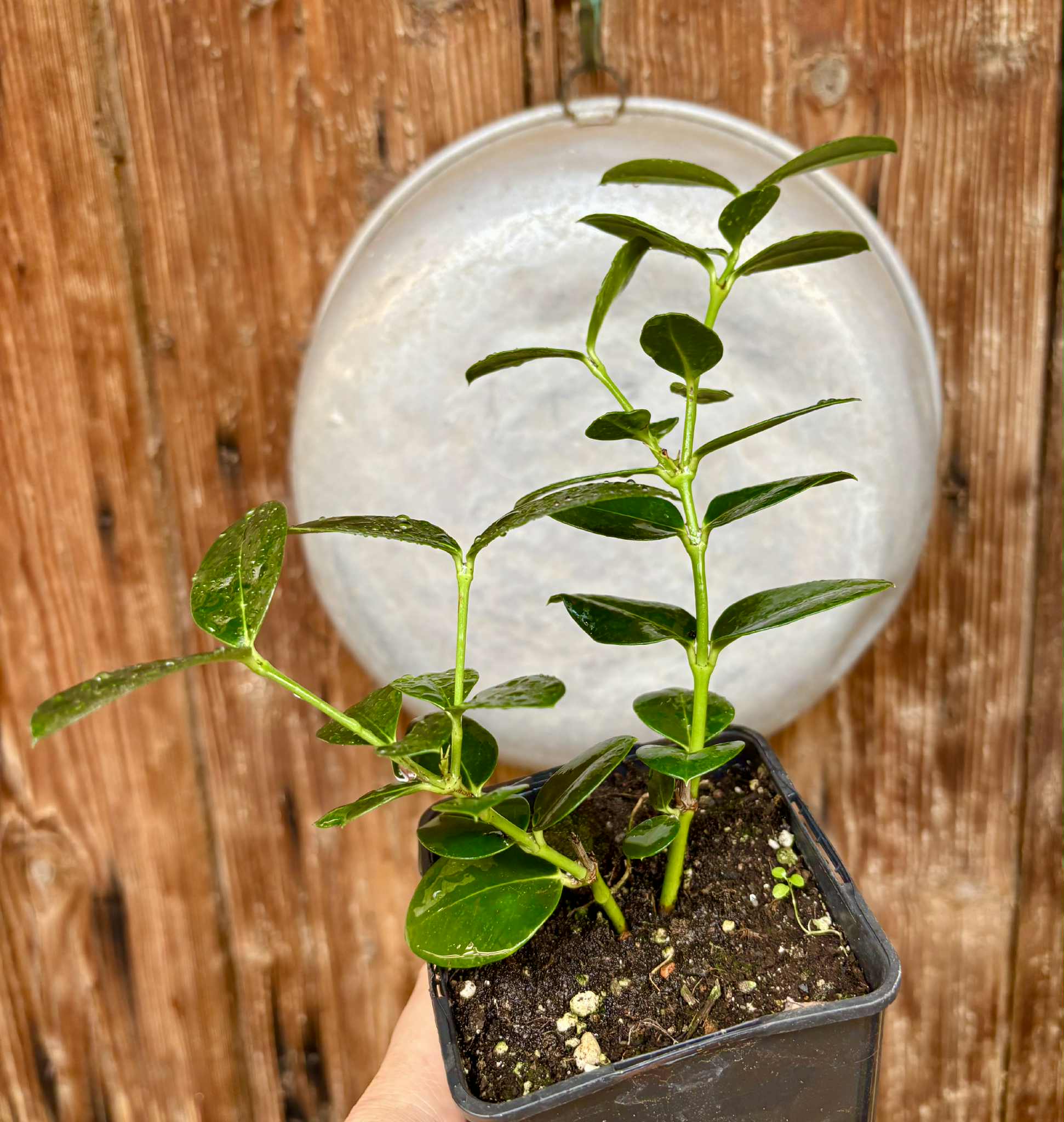 Carissa macrocarpa - Natal Plum - rooted cutting - 1 potted rooted cutting / 1 getopfter, bewurzelter Steckling