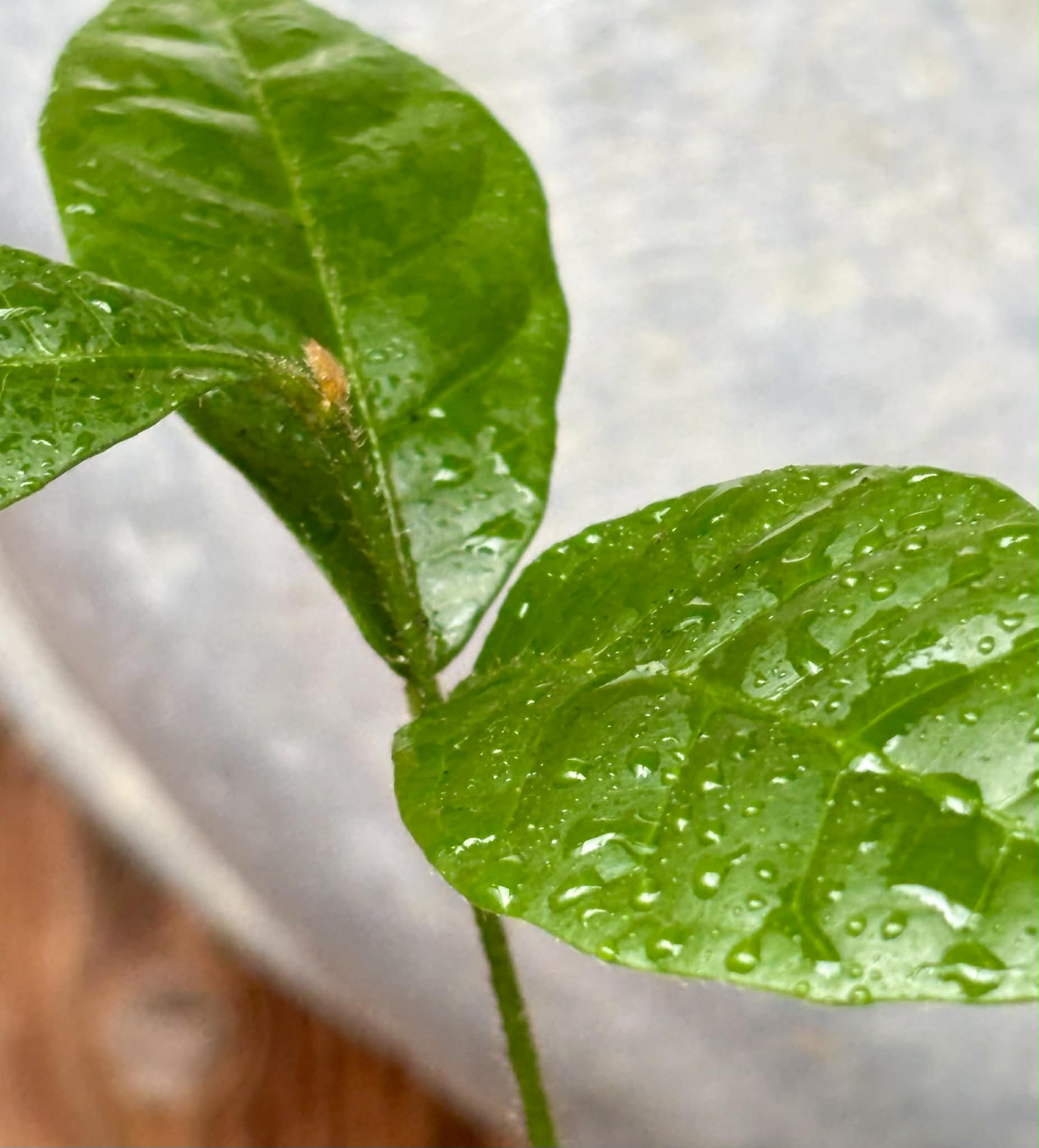 Goiapeba - Chrysophyllum sp Sao Joao - 1 potted seedling / 1 getopfter Sämling
