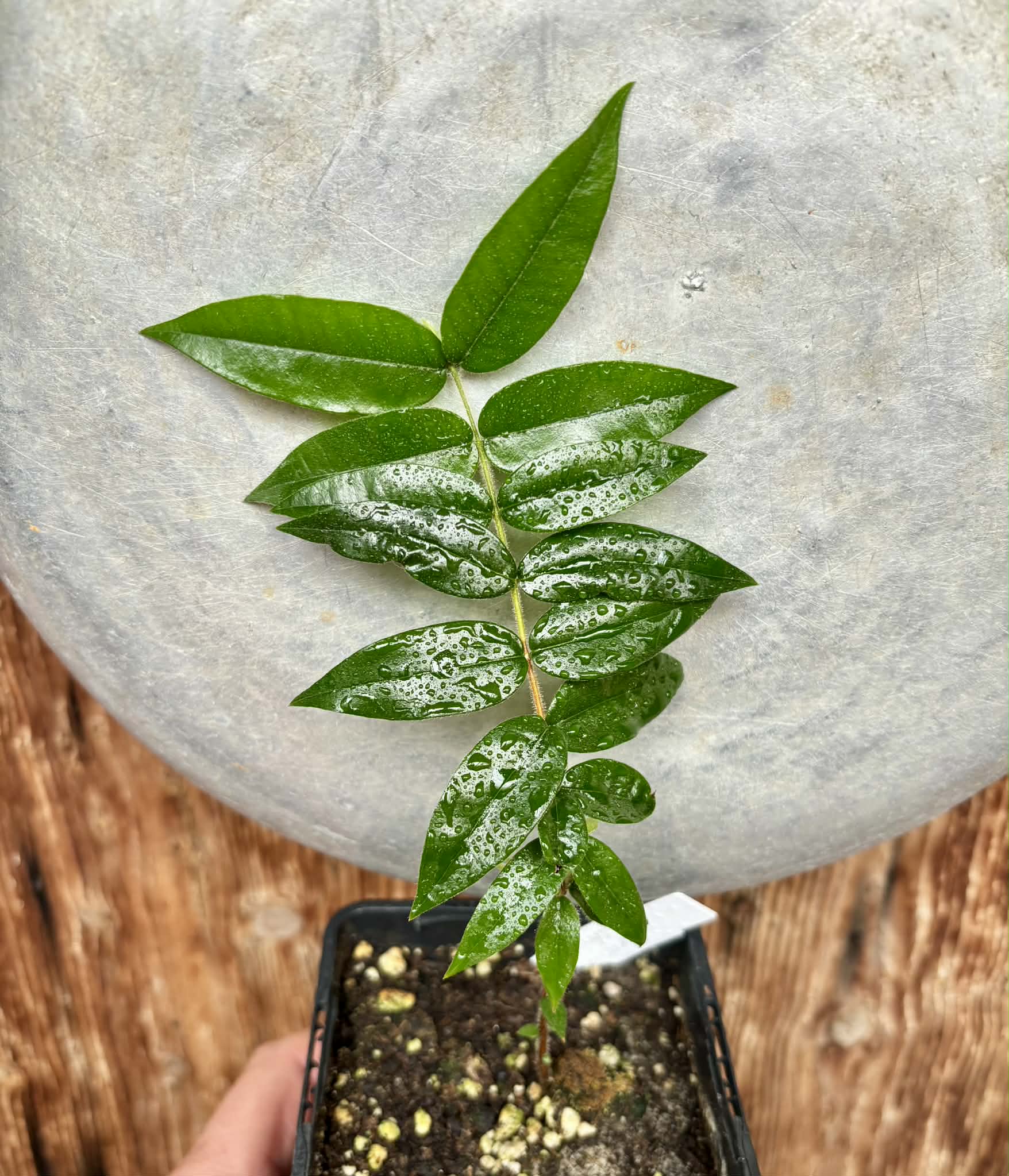 Beach Cambuca (Myrciaria strigipes) - 1 potted plant / 1 getopfte Pflanze
