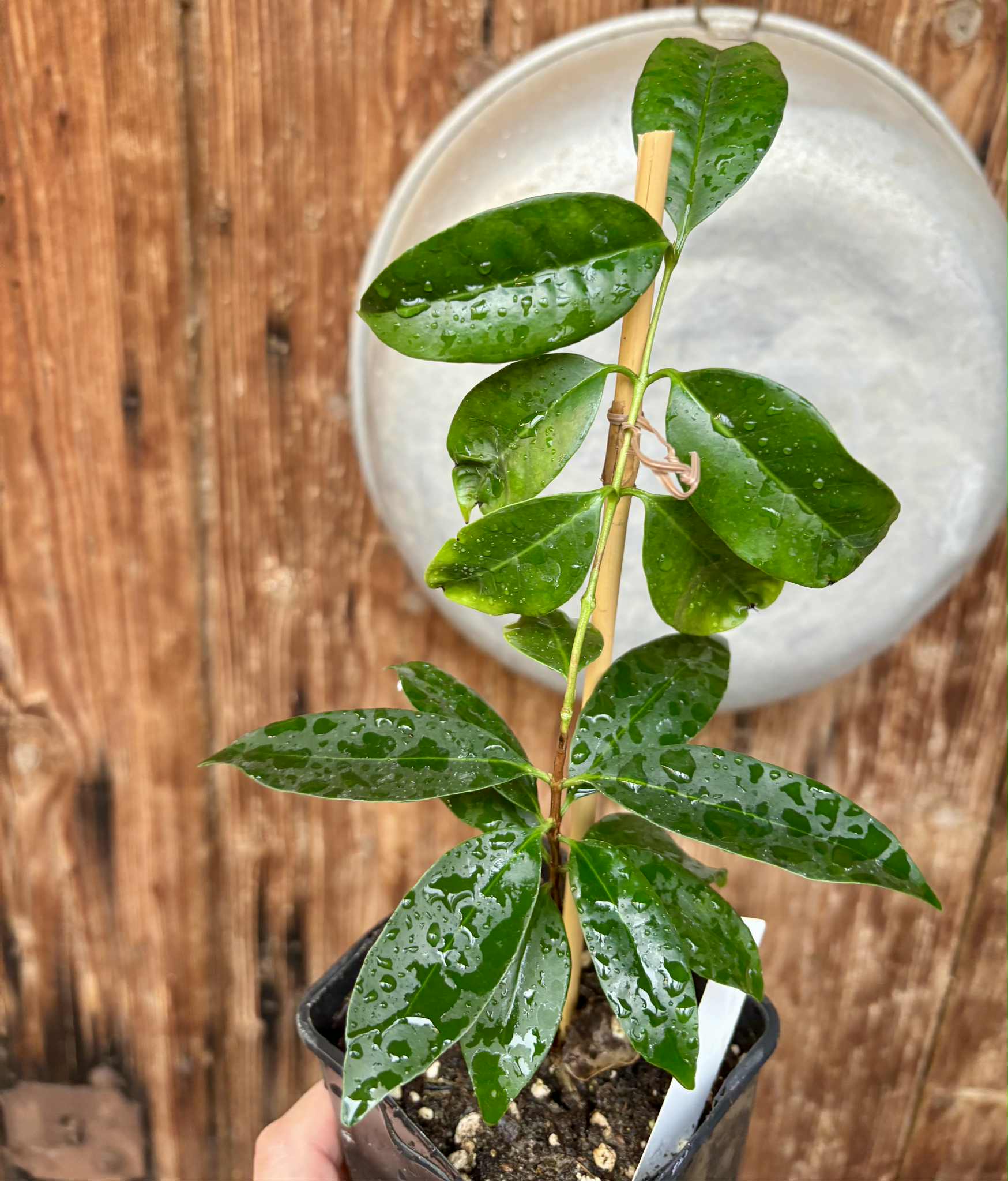 Eugenia flamingensis - 1 potted seedling / 1 getopfter Sämling