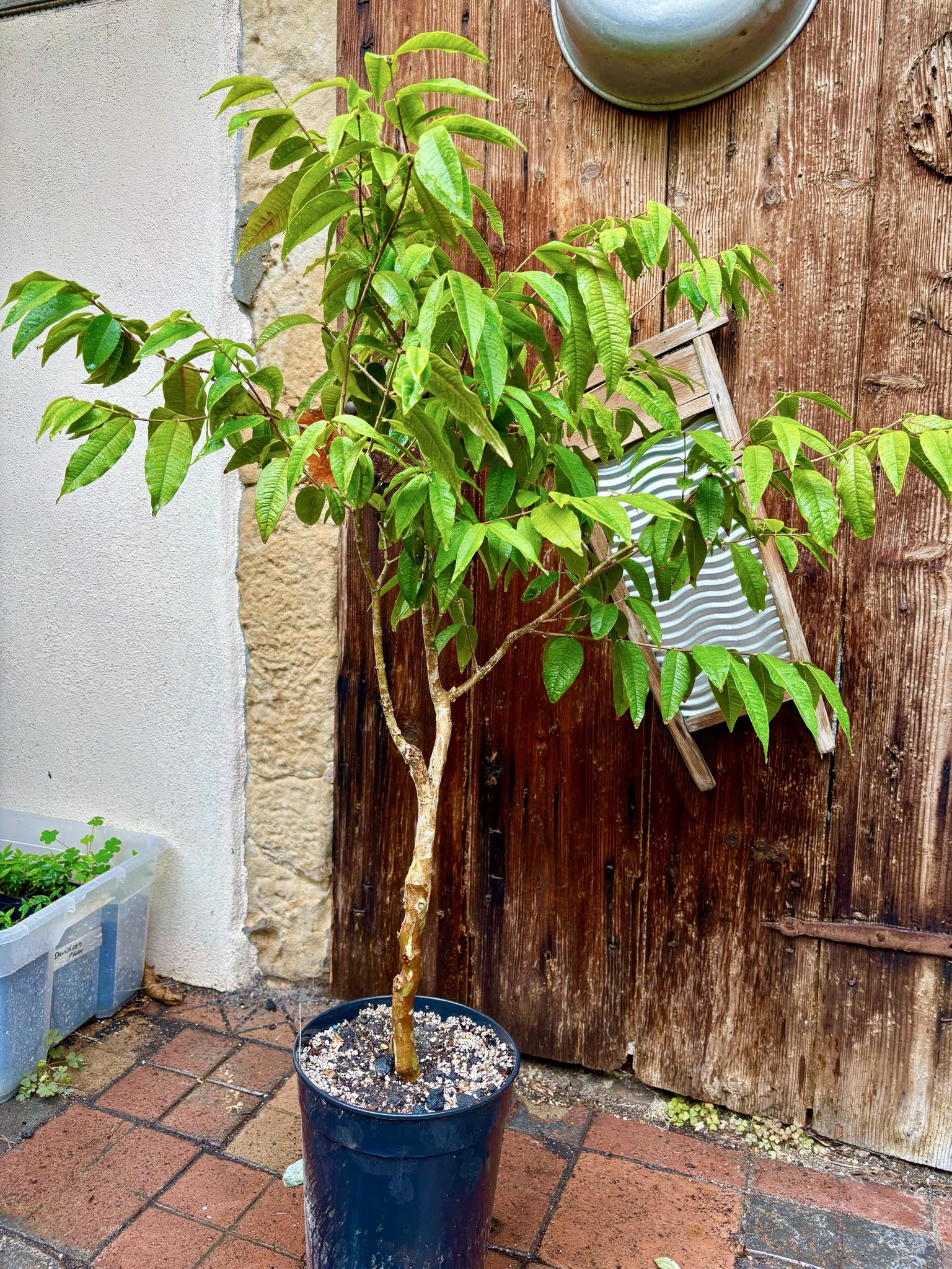 7 years old - grafted - Plinia phitrantha var. UNESP  - 1 potted plant / 1 getopfte Pflanze