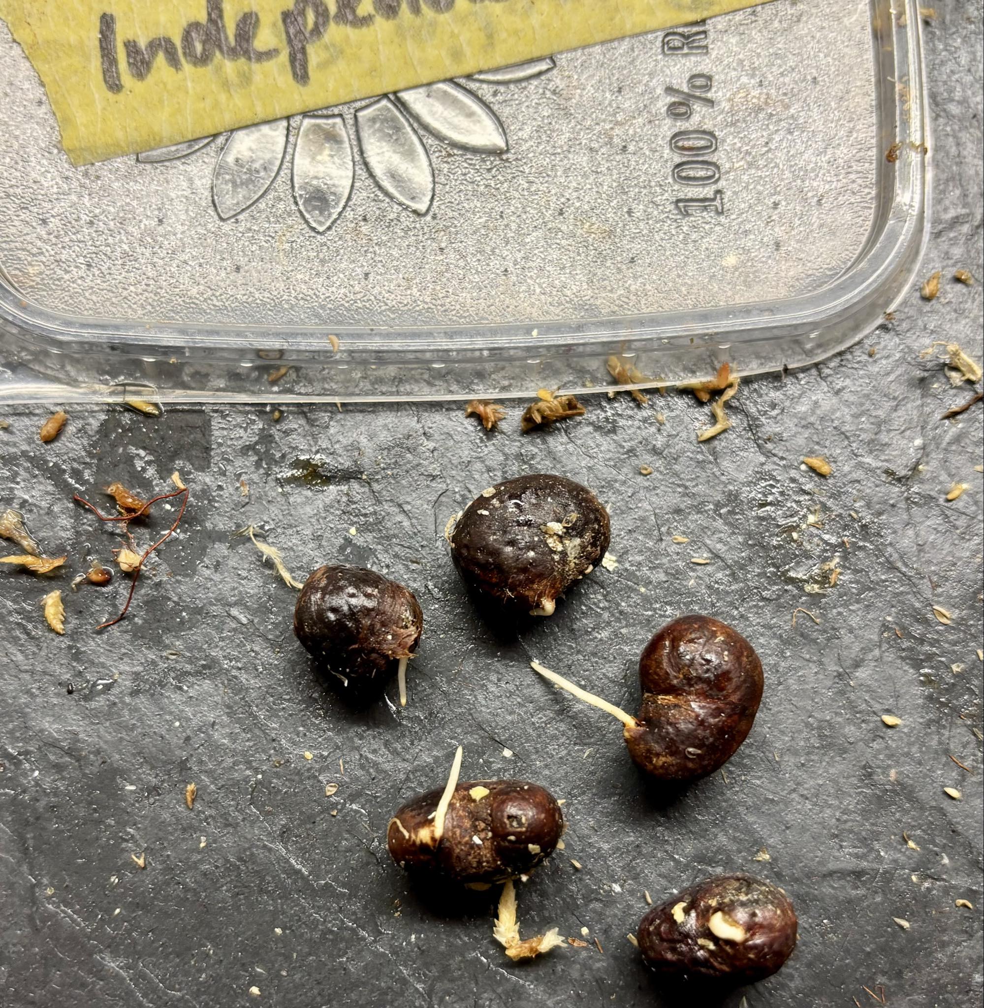 Eugenia sp Independencia - 1 germinated seed / 1 gekeimter Samen Eugenia sp Independencia - 1 germinated seed / 1 gekeimter Samen