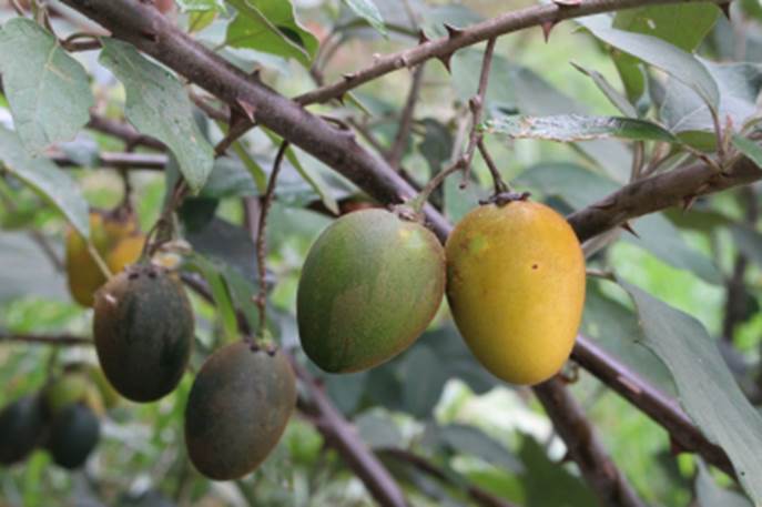 Juá-Juba-Açú (Solanum leucocarpon) - 1 fresh seed / 1 frischer Samen