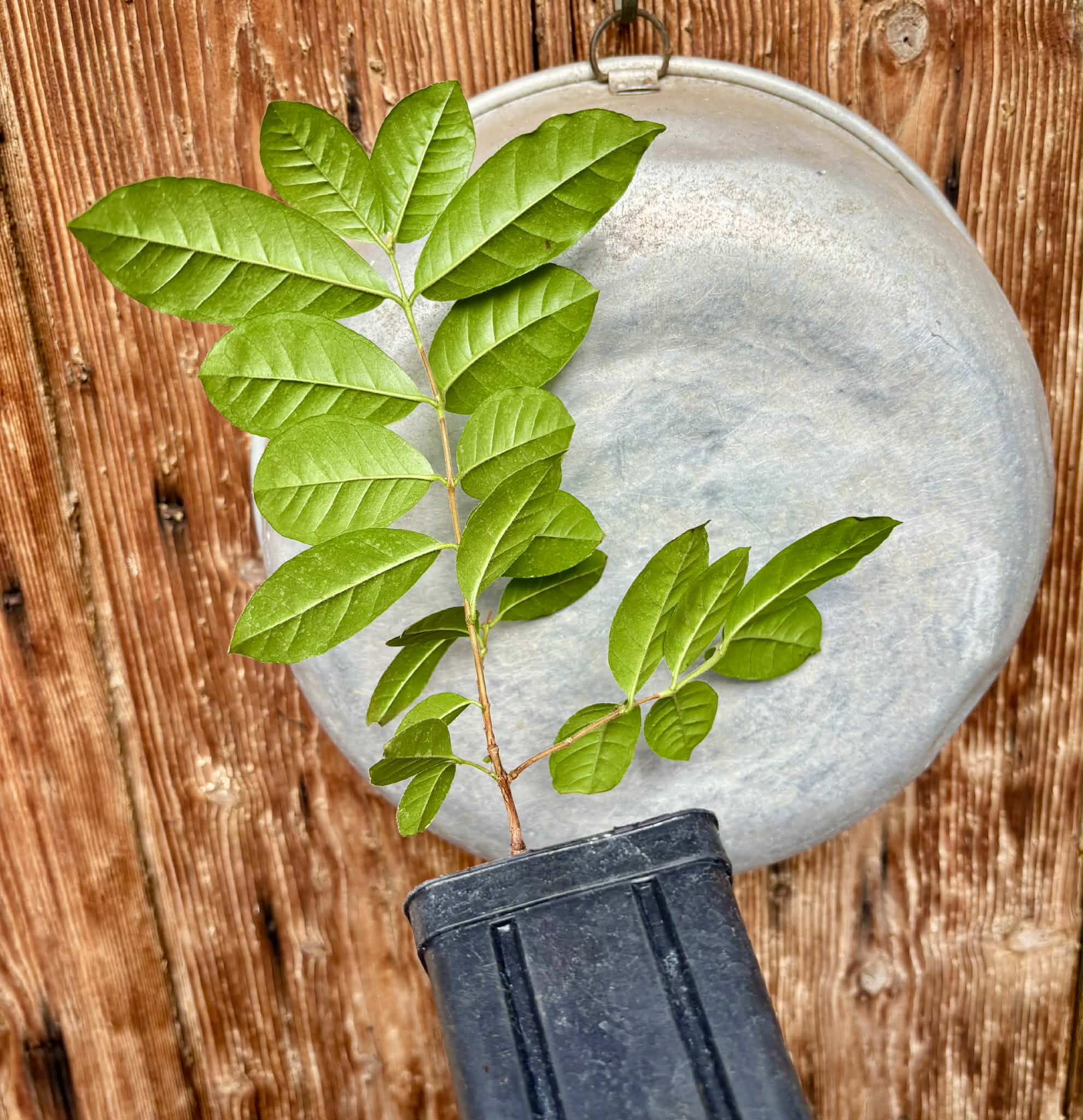 Araca roxo (Psidium rufum)  - 1 potted plant / 1 getopfte Pflanze