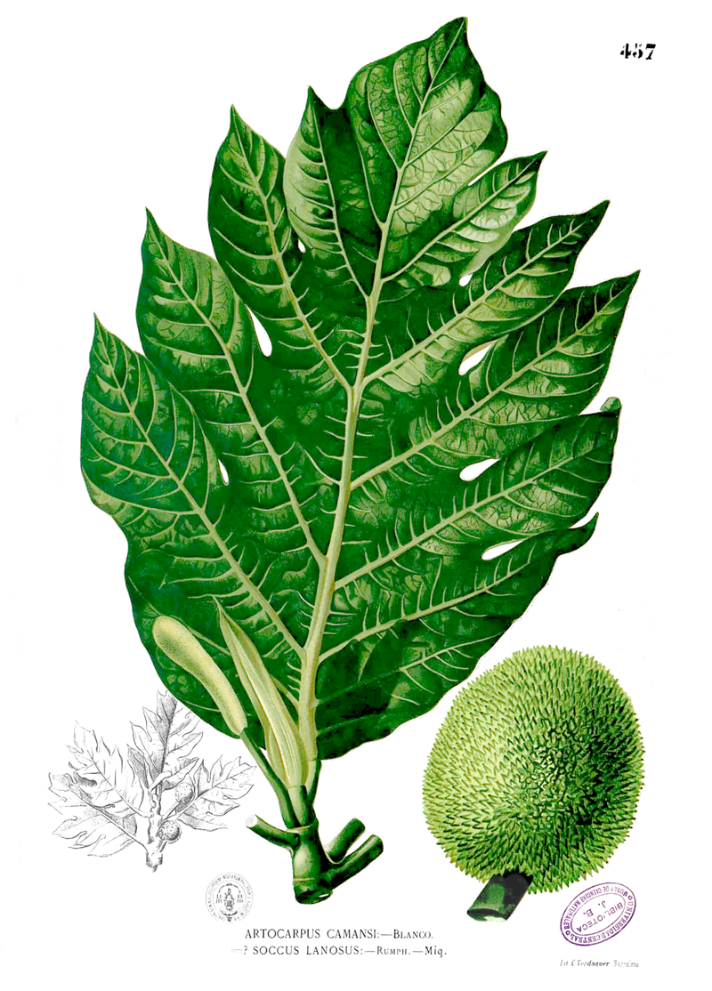 Pre Order - Breadnut (Artocarpus camansi) - 1 fresh seed / 1 frischer Samen
