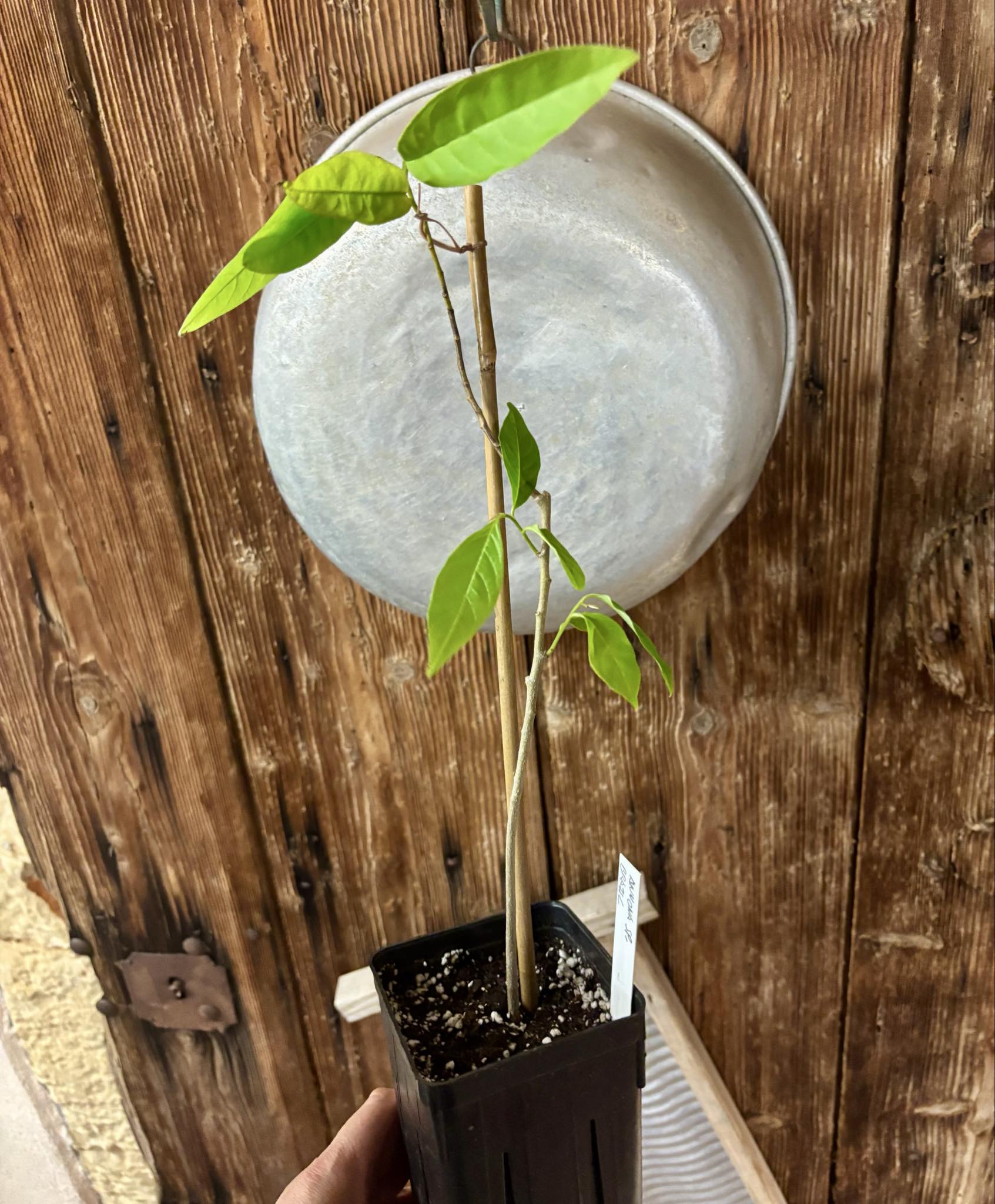 Annona sp. floresta amazônica  - 1 potted plant / 1 getopfte Pflanze