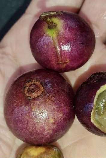 Myrcia sp ultra big - 1 fresh seed / 1 frischer Samen Myrcia sp ultra big - 1 fresh seed / 1 frischer Samen