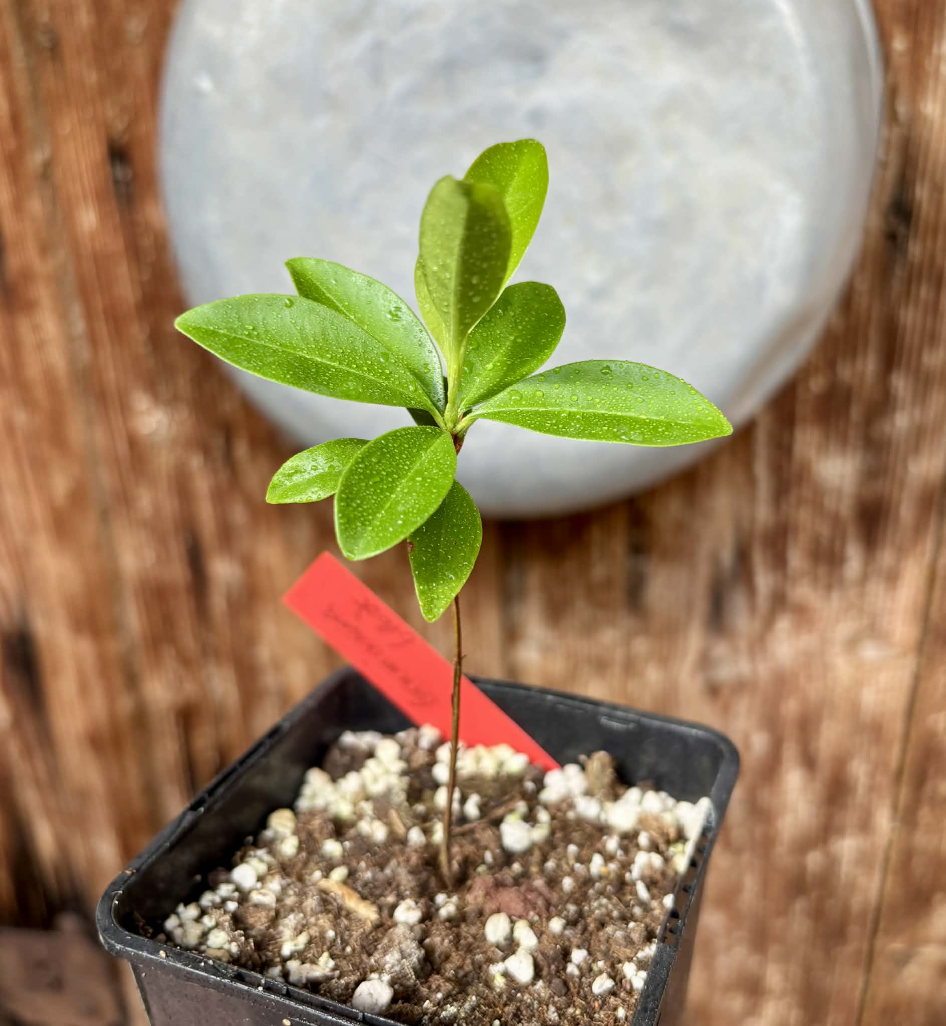 Grumixama (Eugenia brasiliensis) - 1 potted seedling / 1 getopfter Sämling