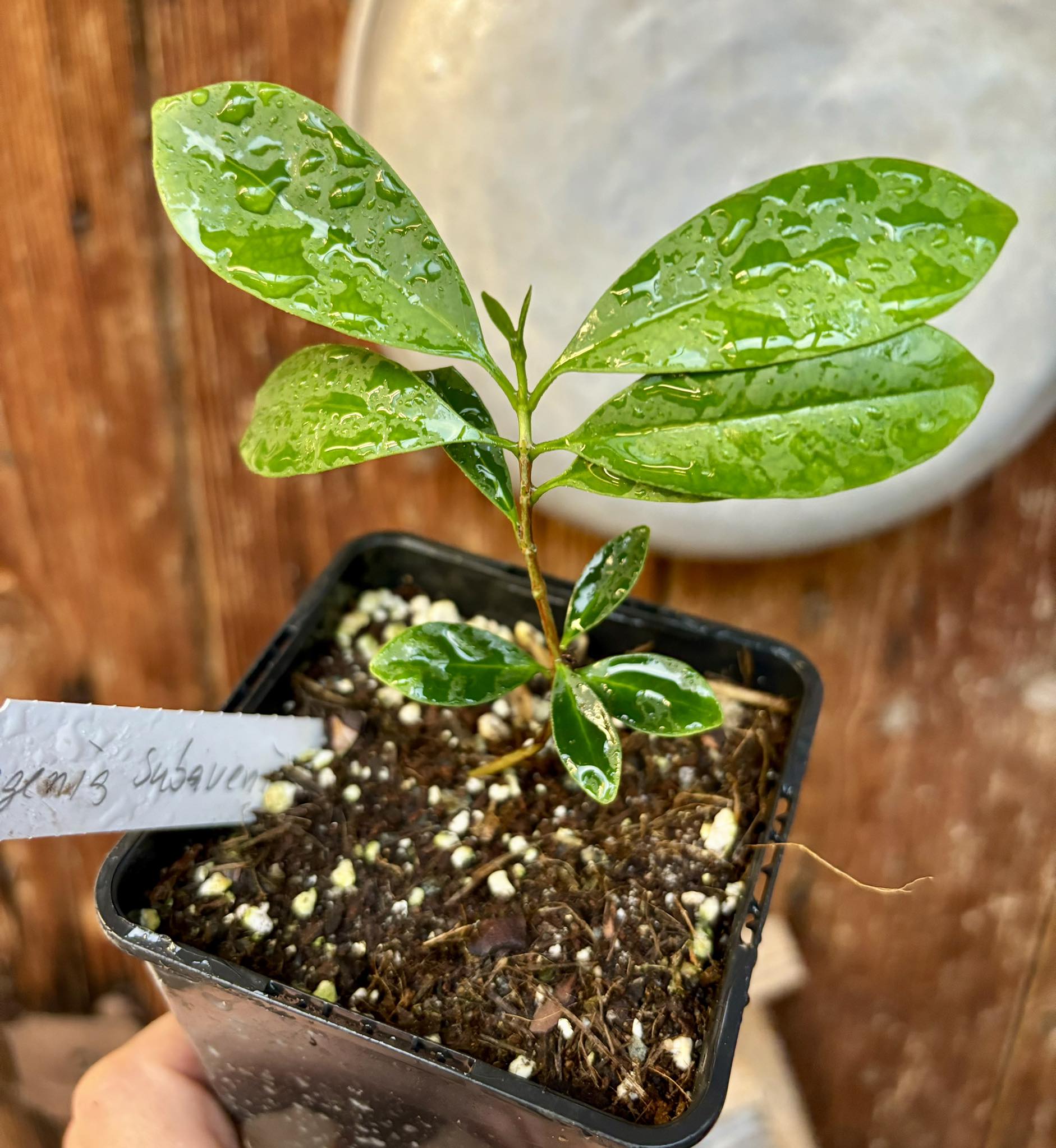 Eugenia subavenia - 1 potted plant / 1 getopfte Pflanze