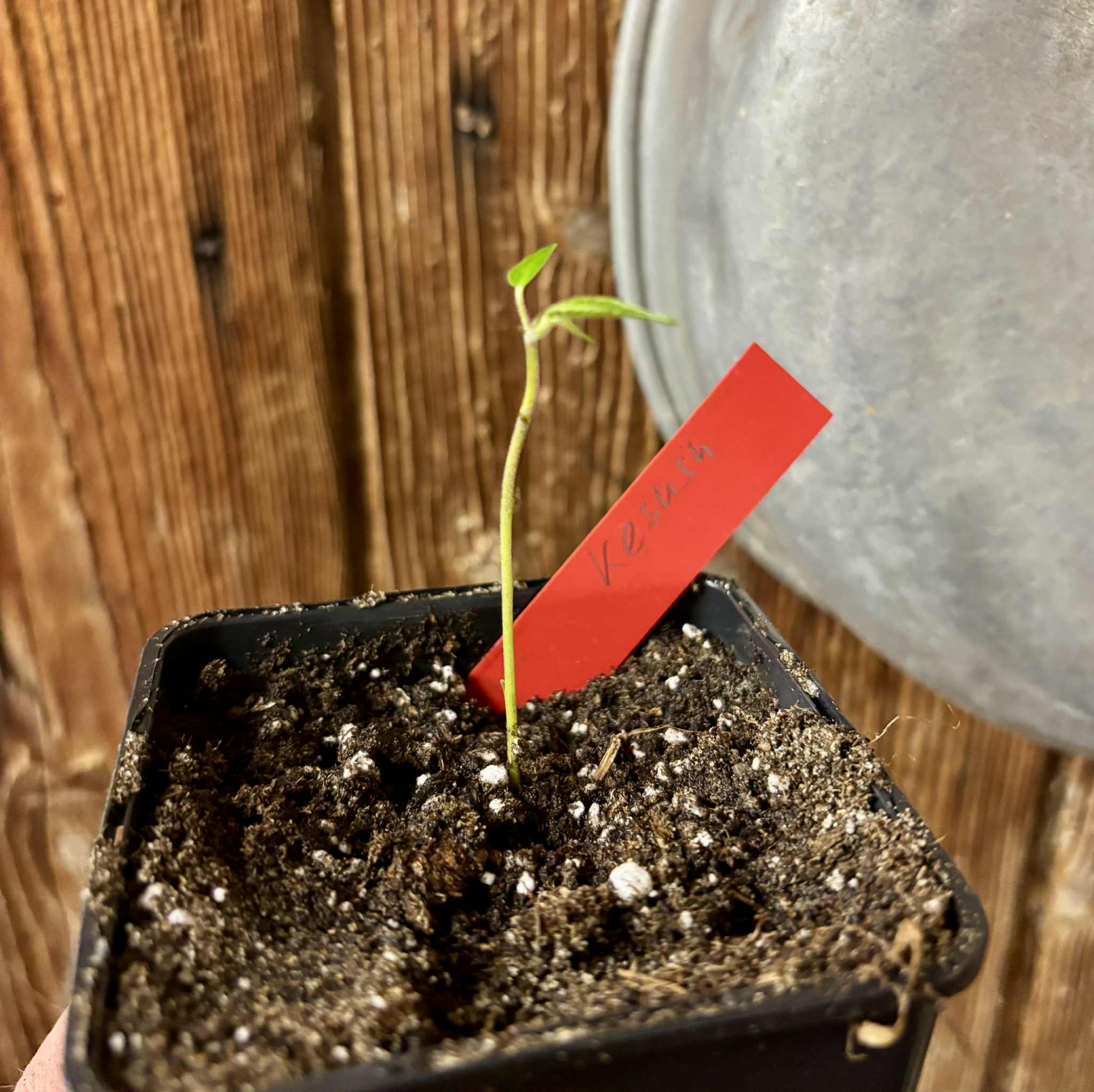 Kesusu (Prainea limpato) - 1 potted seedling / 1 getopfter Sämling