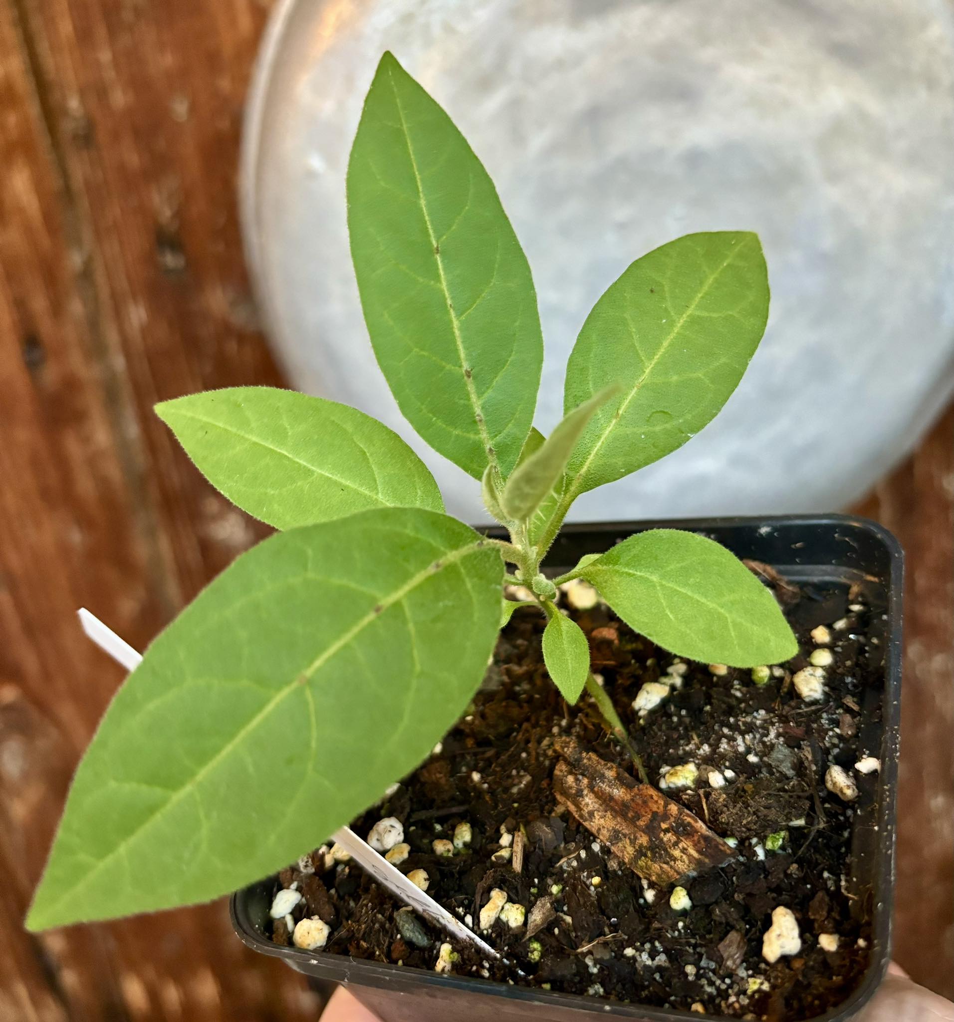 Solanum sp. Mata Escura - 1 potted plant / 1 getopfte Pflanze