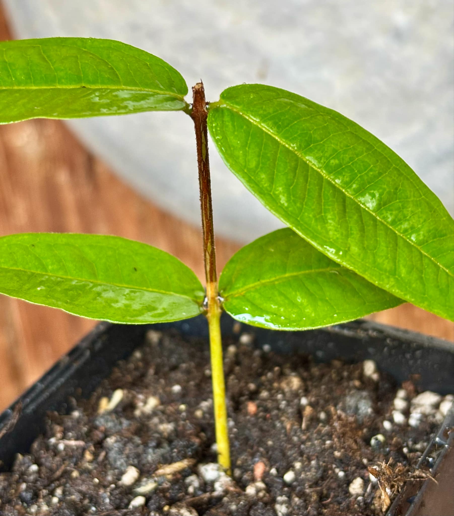 Plinia phitrantha var. UNESP  - 1 rooted, potted cutting / 1 bewurzelter, getopfter Steckling