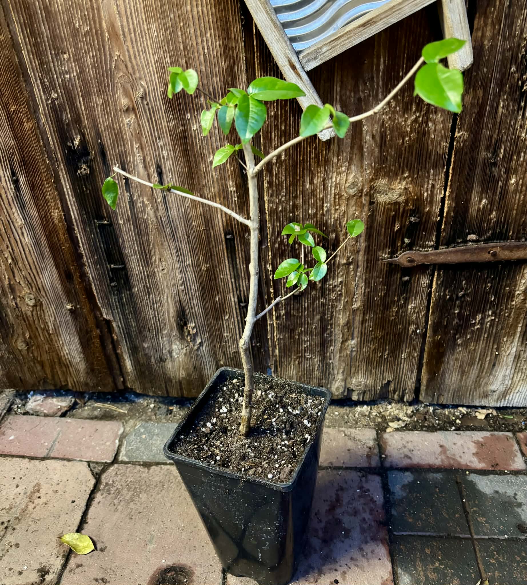 Eugenia uniflora var. Colombia - 1 potted plant / 1 getopfte Pflanze