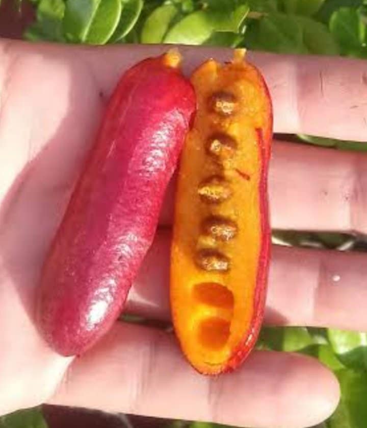 Fingersop (Meiogyne cylindrocarpa) - 1 fresh seed / 1 frischer Samen
