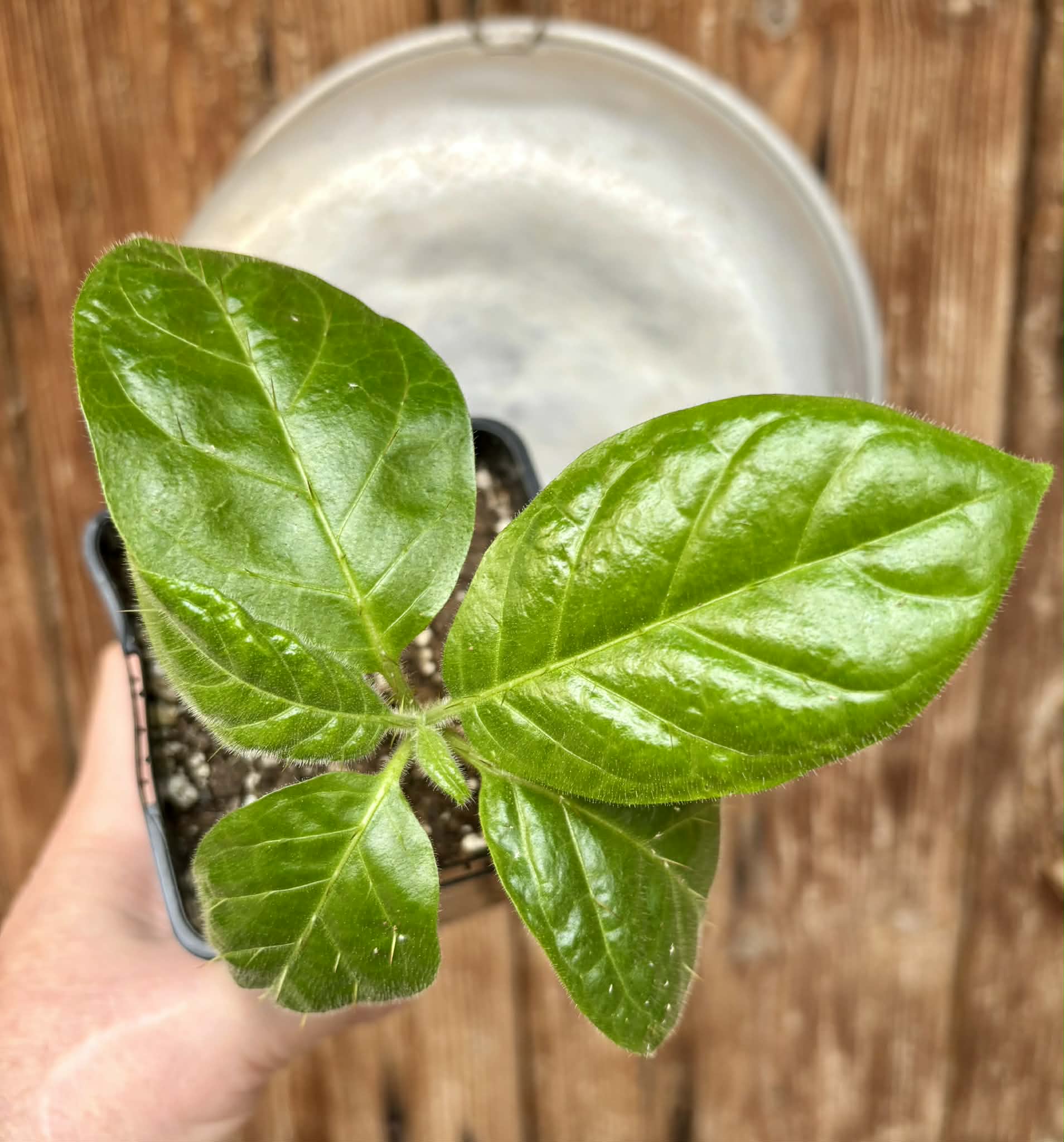 Solanum rumpincola - 1 small potted seedling / 1 kleiner, getopfter Sämling