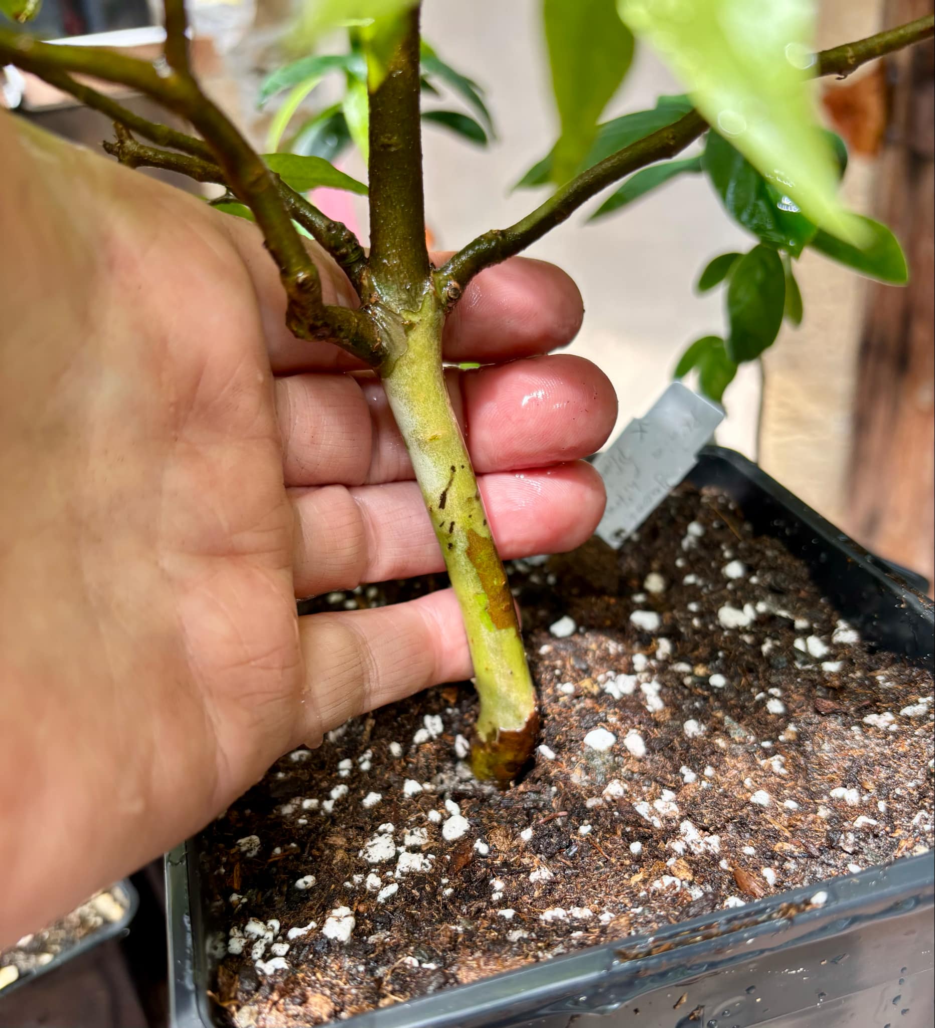 Jaboticaba Hybrid (Plinia phitrantha NOVAK x Plinia trunciflora) - 1 potted plant / 1 getopfte Pflanze