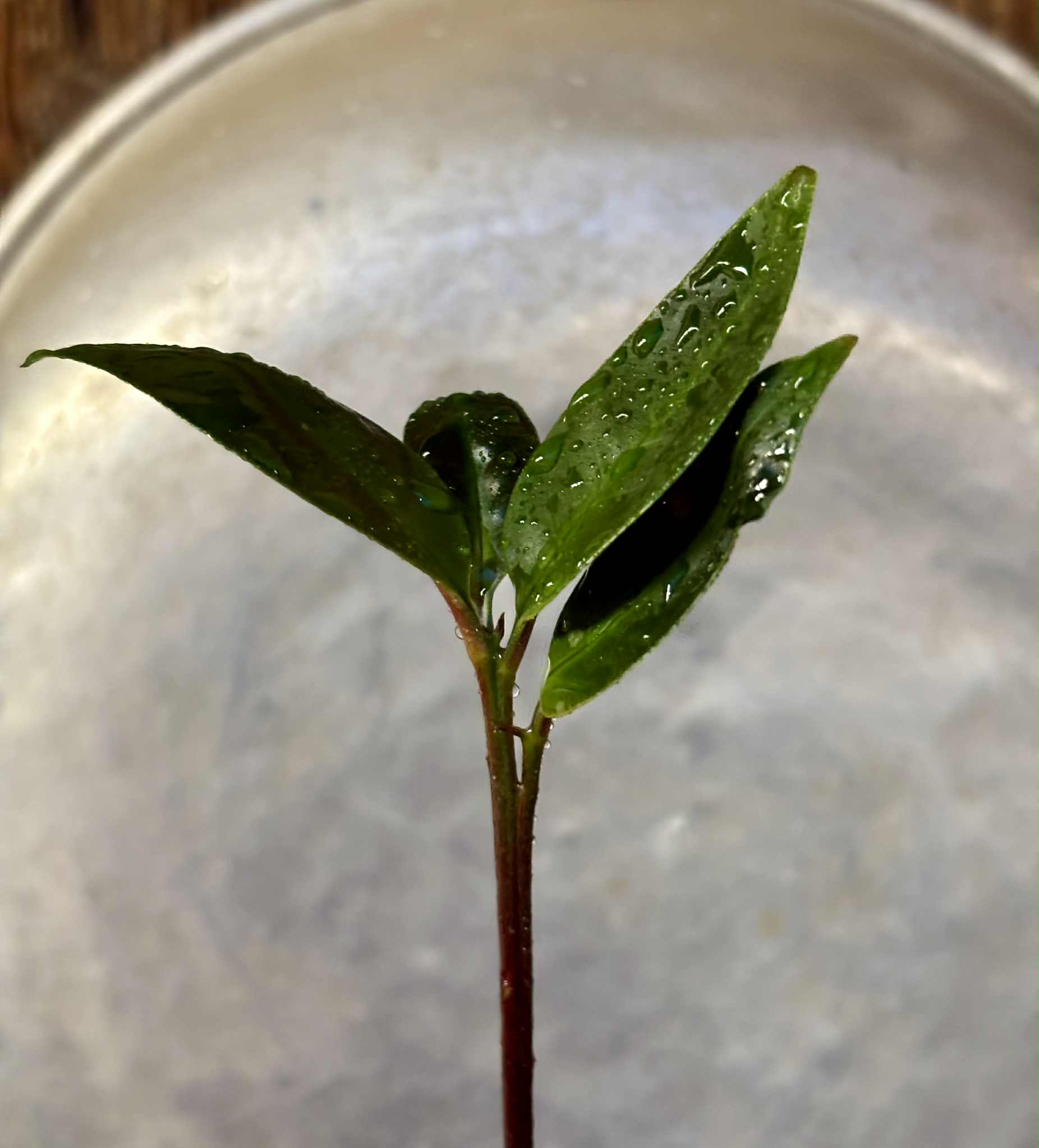 Eugenia sp Terebinthina - 1 potted seedling / 1 getopfter Sämling