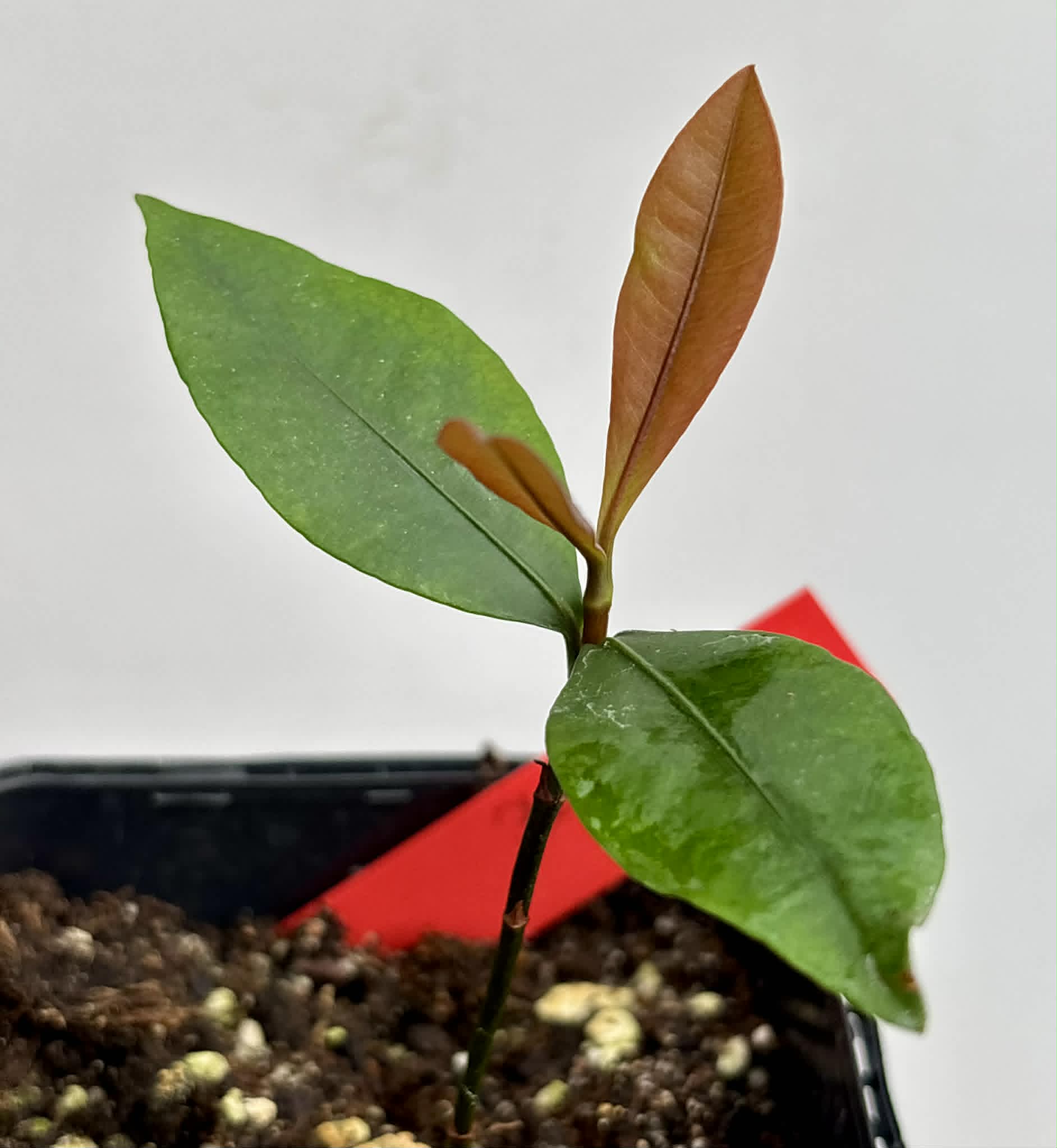 Bacupari  (Garcinia brasiliensis) -  1 potted seedling / 1 getopfter Sämling