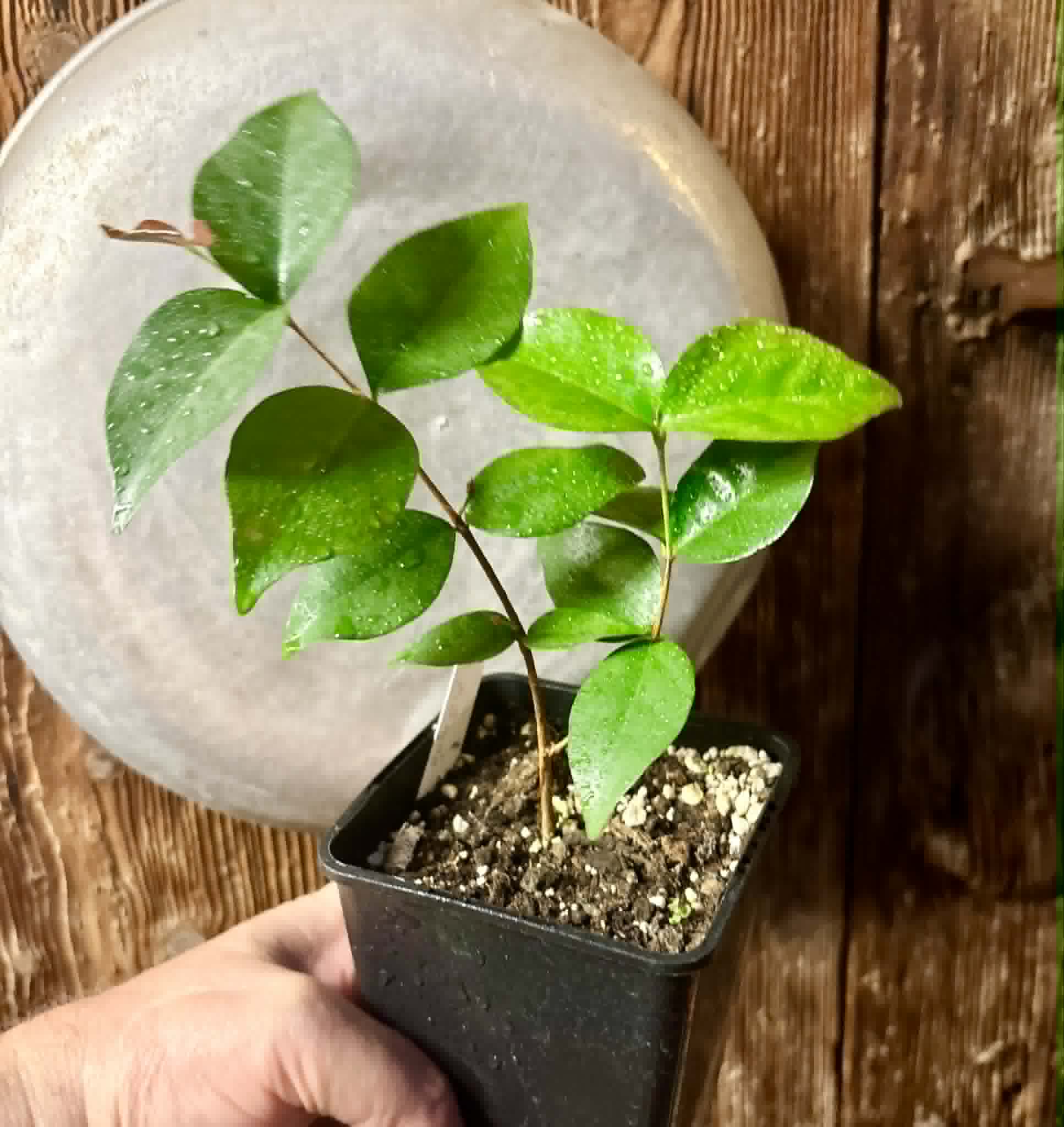 Eugenia uniflora var. Gigante Pitangao  - 1 potted seedling / 1 getopfter Sämling
