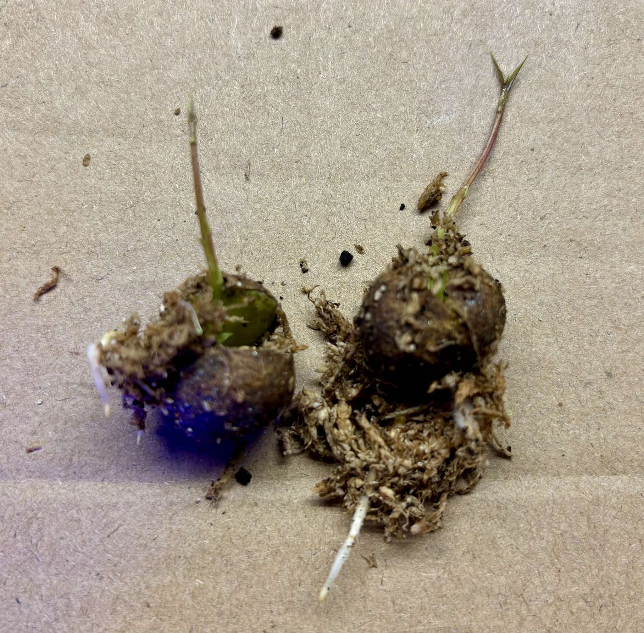Eugenia sp Jambo da Mata -  1 germinated seed / 1 gekeimter Samen