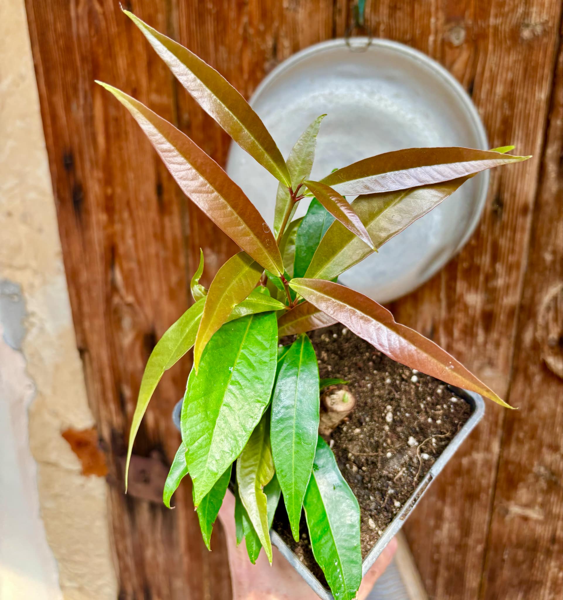 Rose Apple (Syzygium jambos) - 1 potted plant / 1 getopfte Pflanze Rose Apple (Syzygium jambos) - 1 potted plant / 1 getopfte Pflanze