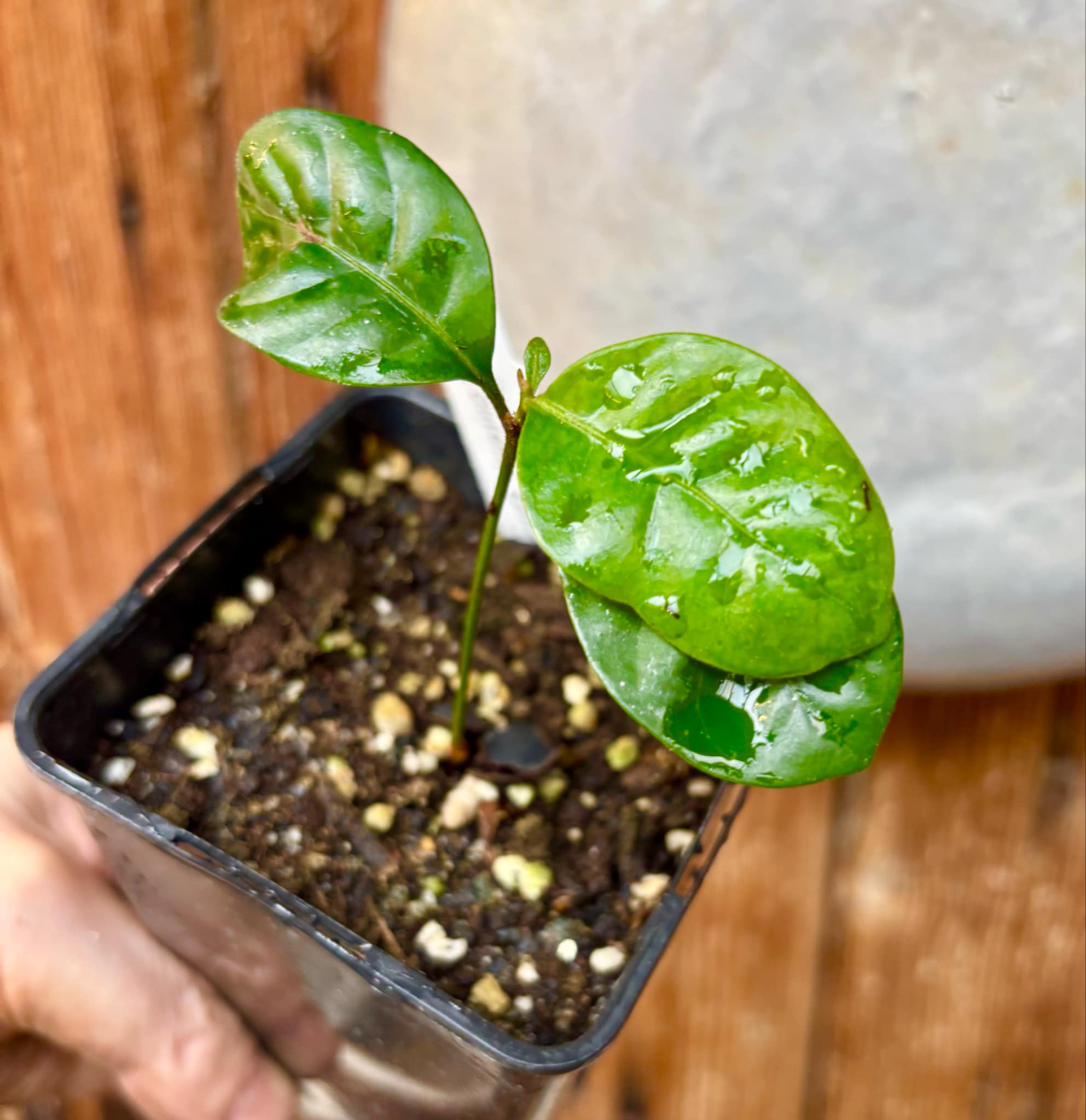 Pouteria bangii - 1 potted plant / 1 getopfte Pflanze