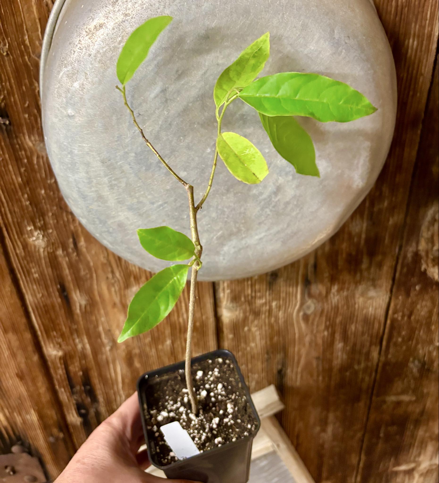 Annona sp. floresta amazônica  - 1 potted plant / 1 getopfte Pflanze