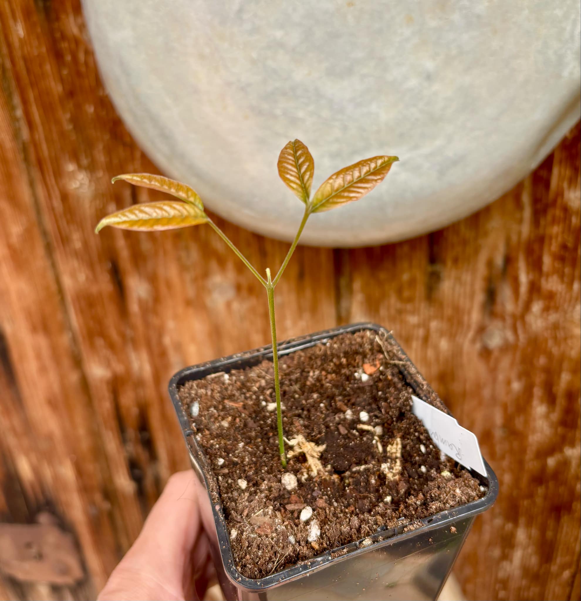 Nephelium lappaceum - Rambutan - 1 small potted seedling / 1 kleiner, getopfter Sämling