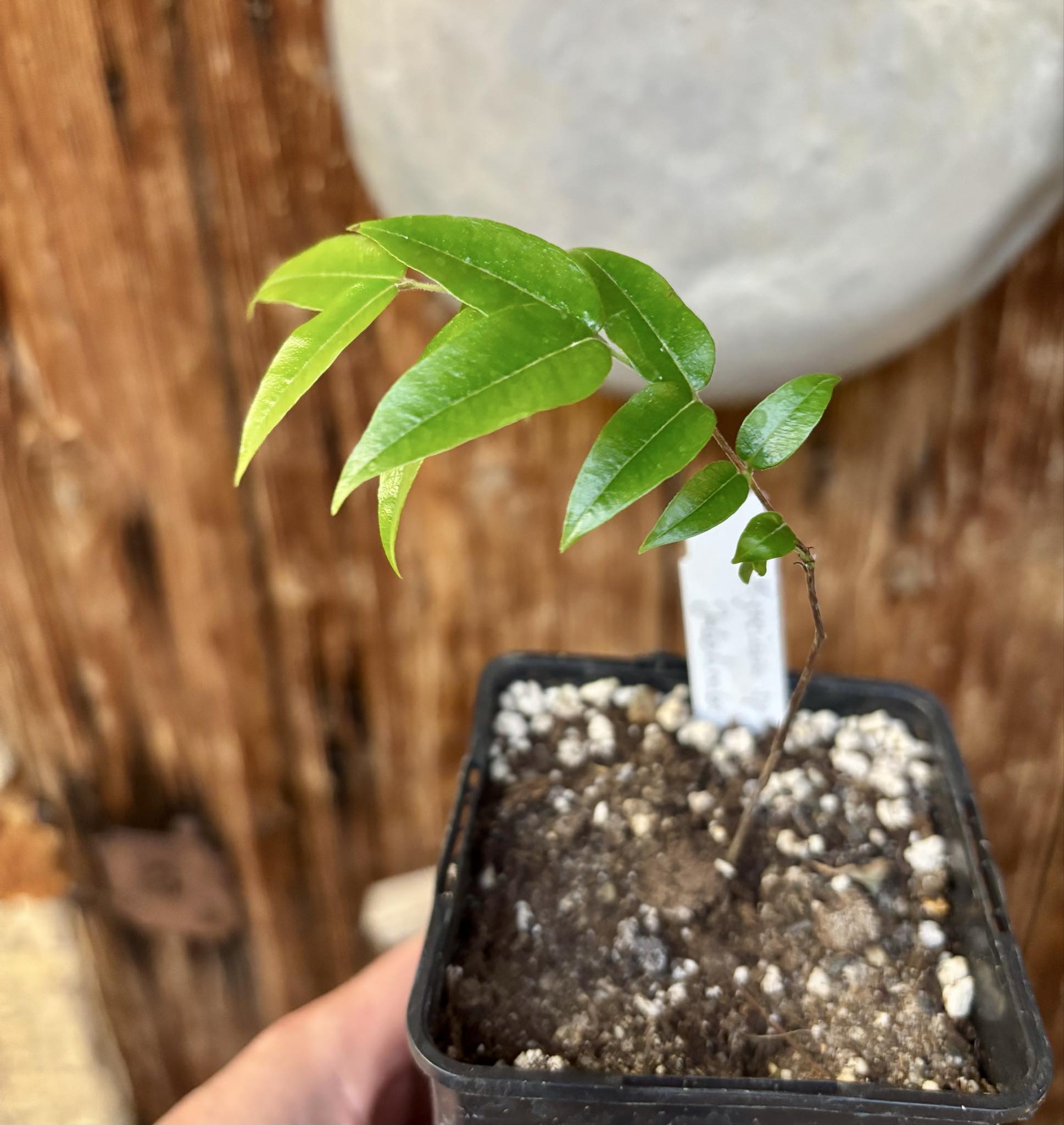 Myrciaria sp Jaboticaba - 1 potted plant / 1 getopfte Pflanze Myrciaria sp Jaboticaba - 1 potted plant / 1 getopfte Pflanze