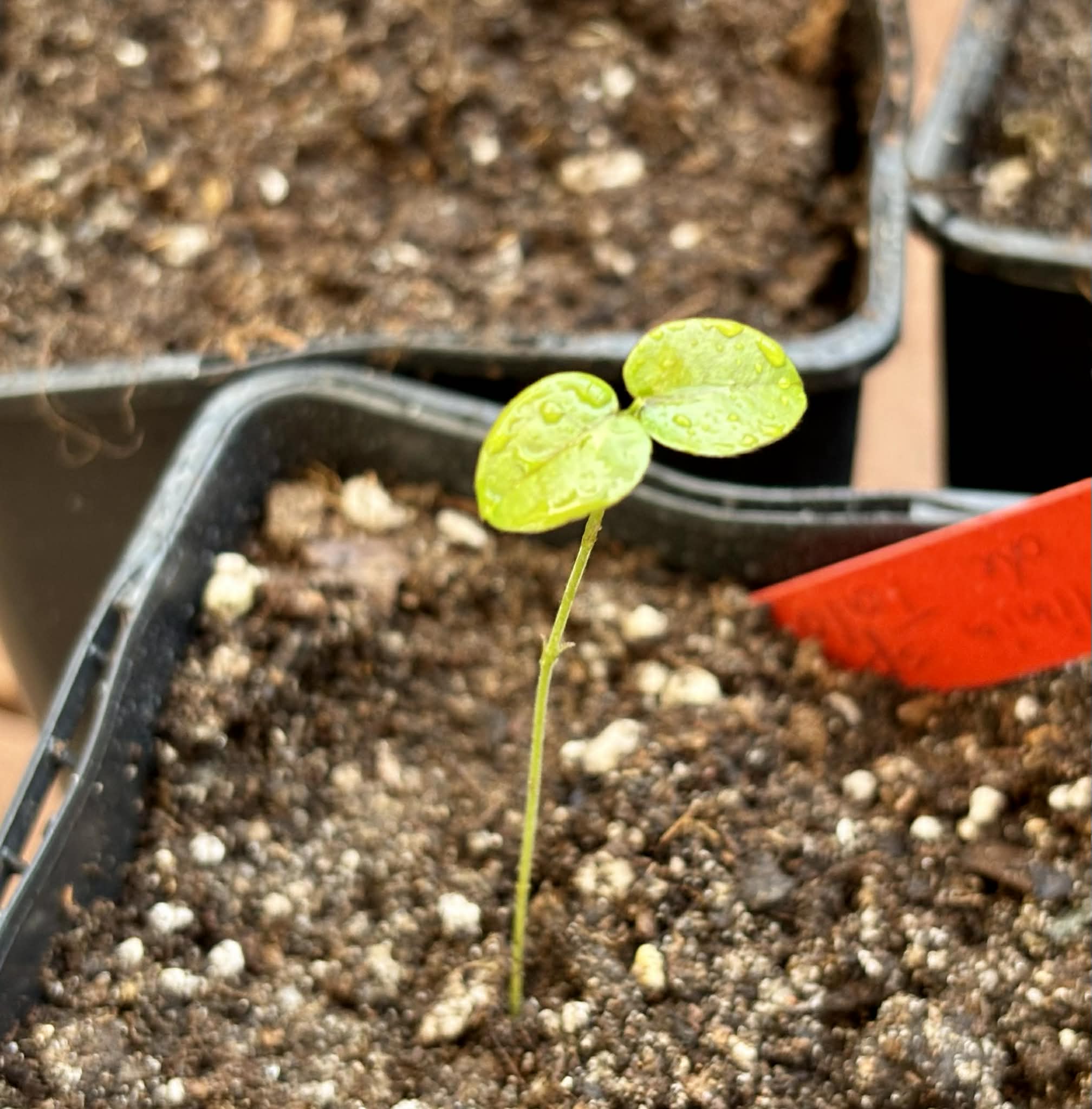 Collection of 5 new Jaboticaba -  5 different potted Plinia / 5 verschiedene, getopfte Plinia