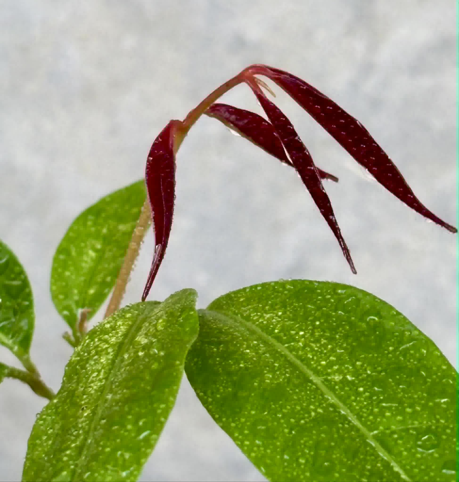 Talisia cerasina - 1 potted seedling / 1 getopfter Sämling