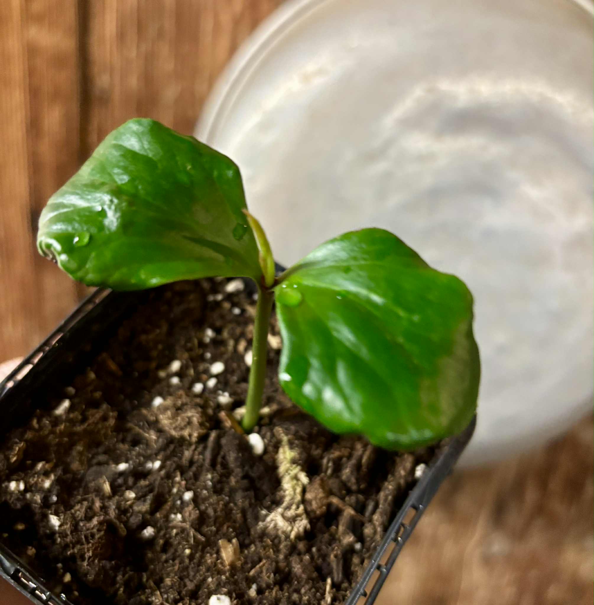 Kadsura heteroclita "Bursting Star" - 1 potted seedling / 1 getopfter Sämling