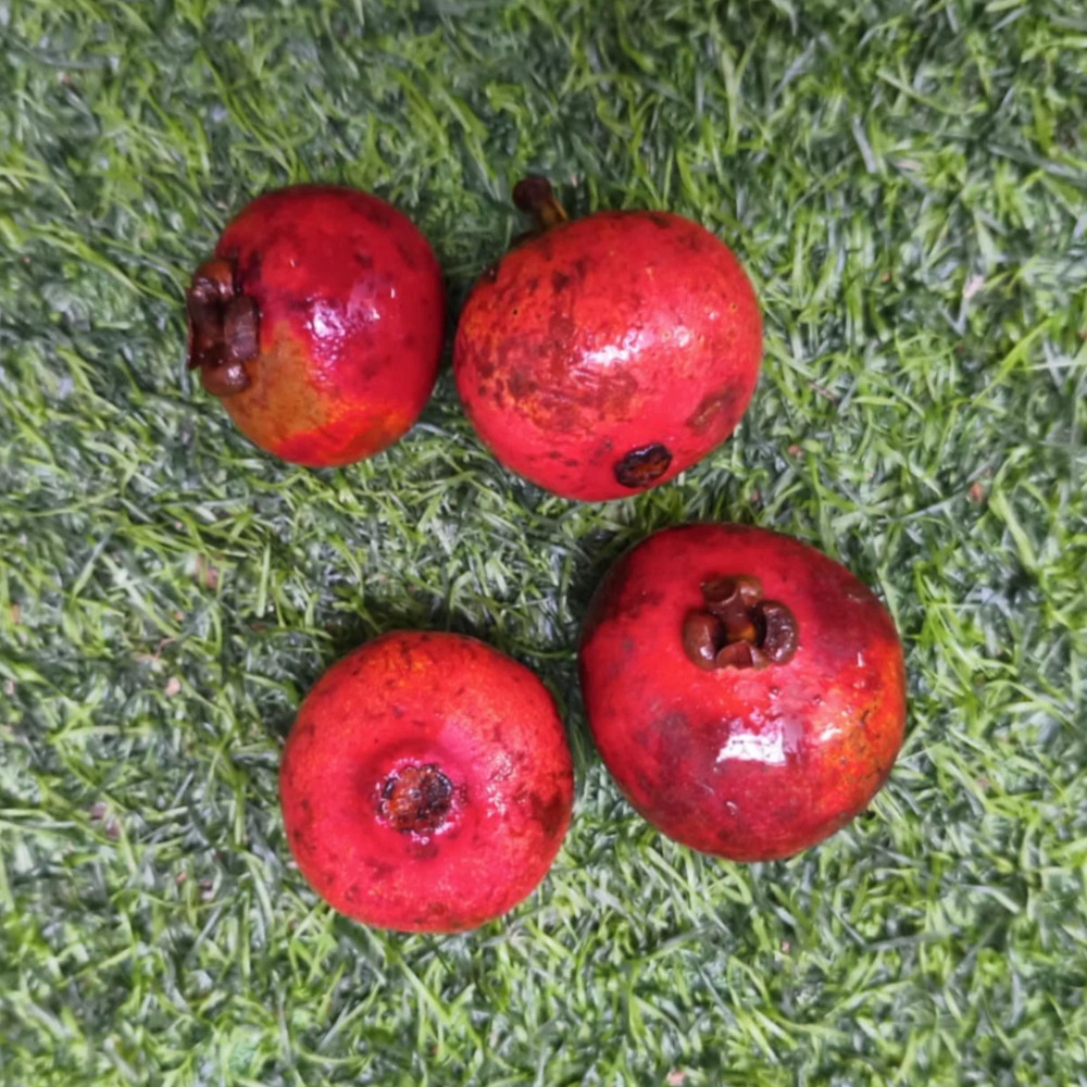 Pre Order - Garcinia bancana - 1 fresh seed / 1 frischer Samen