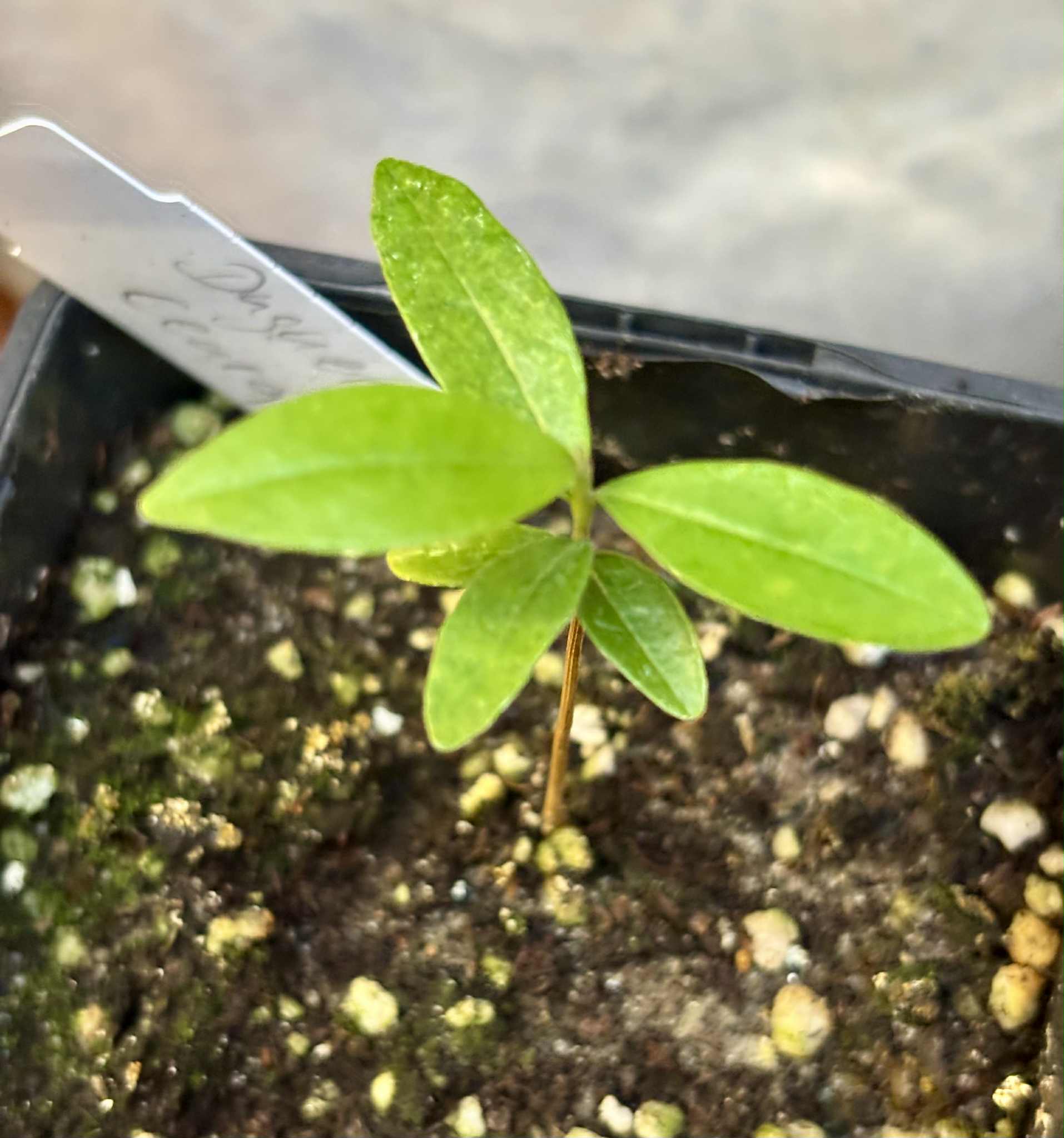 Duguetia sp Ceara - 1 small potted seedling / 1 kleiner, getopfter Sämling Duguetia sp Ceara - 1 small potted seedling / 1 kleiner, getopfter Sämling