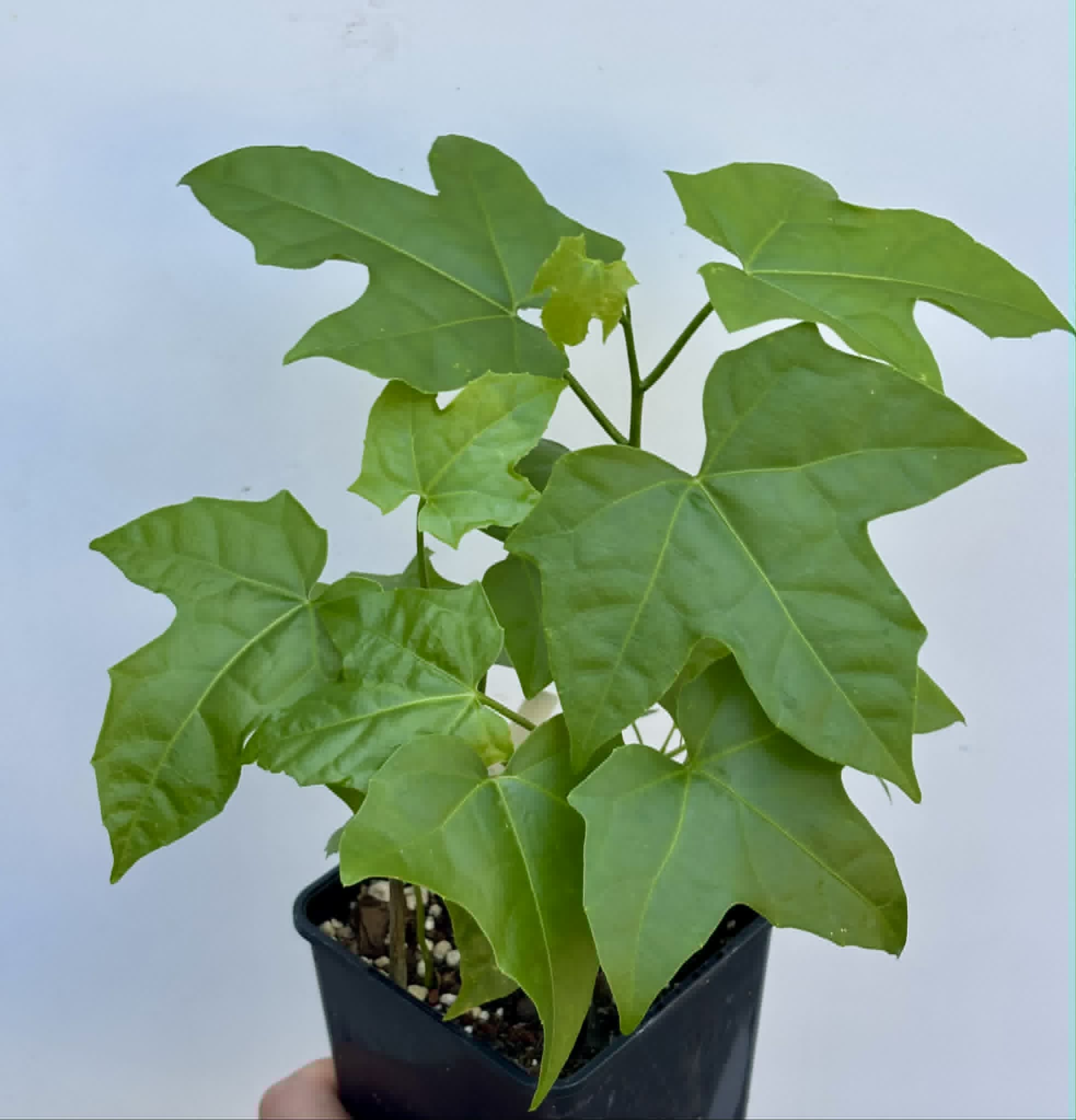 10 in 1 pot - Psiguria umbrosa - 10 seedlings in one pot / 10 Sämlinge in einem Topf