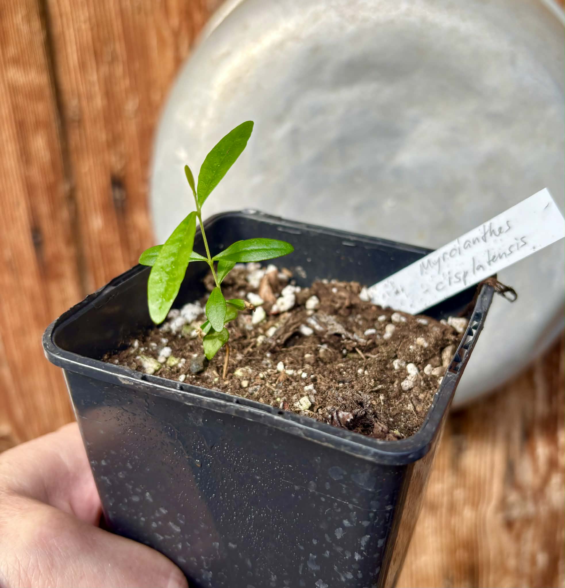 Myrcianthes cisplatensis - Guabiju - 1 potted plant / 1 getopfte Pflanze