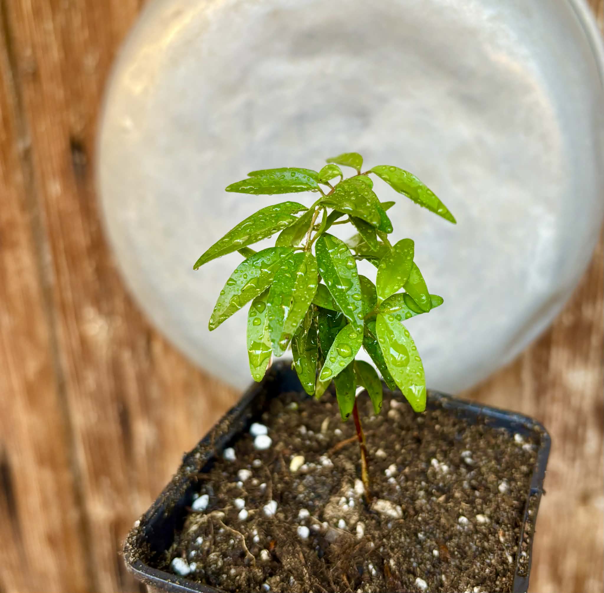 Myrciaria tenella laranja  - 1 potted plant / 1 getopfte Pflanze